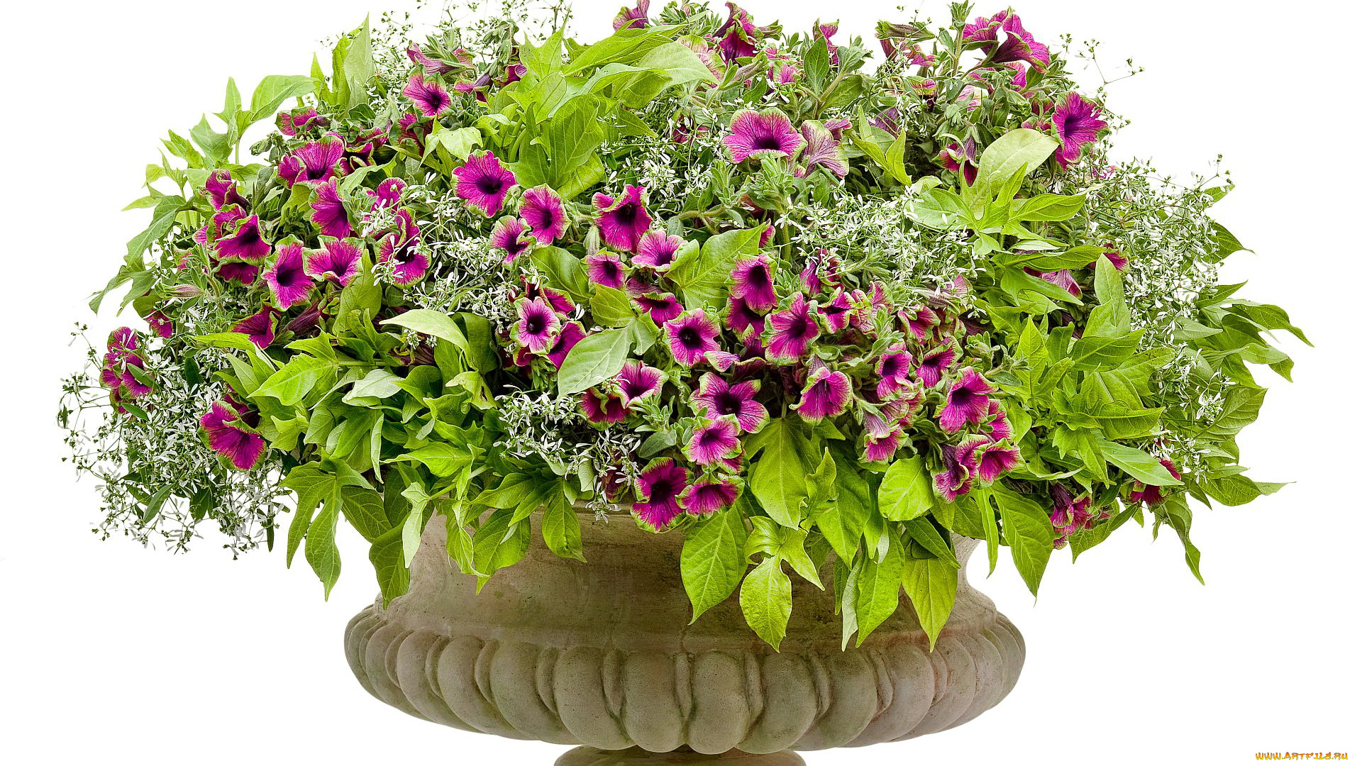 цветы, петунии, калибрахоа, calibrachoa