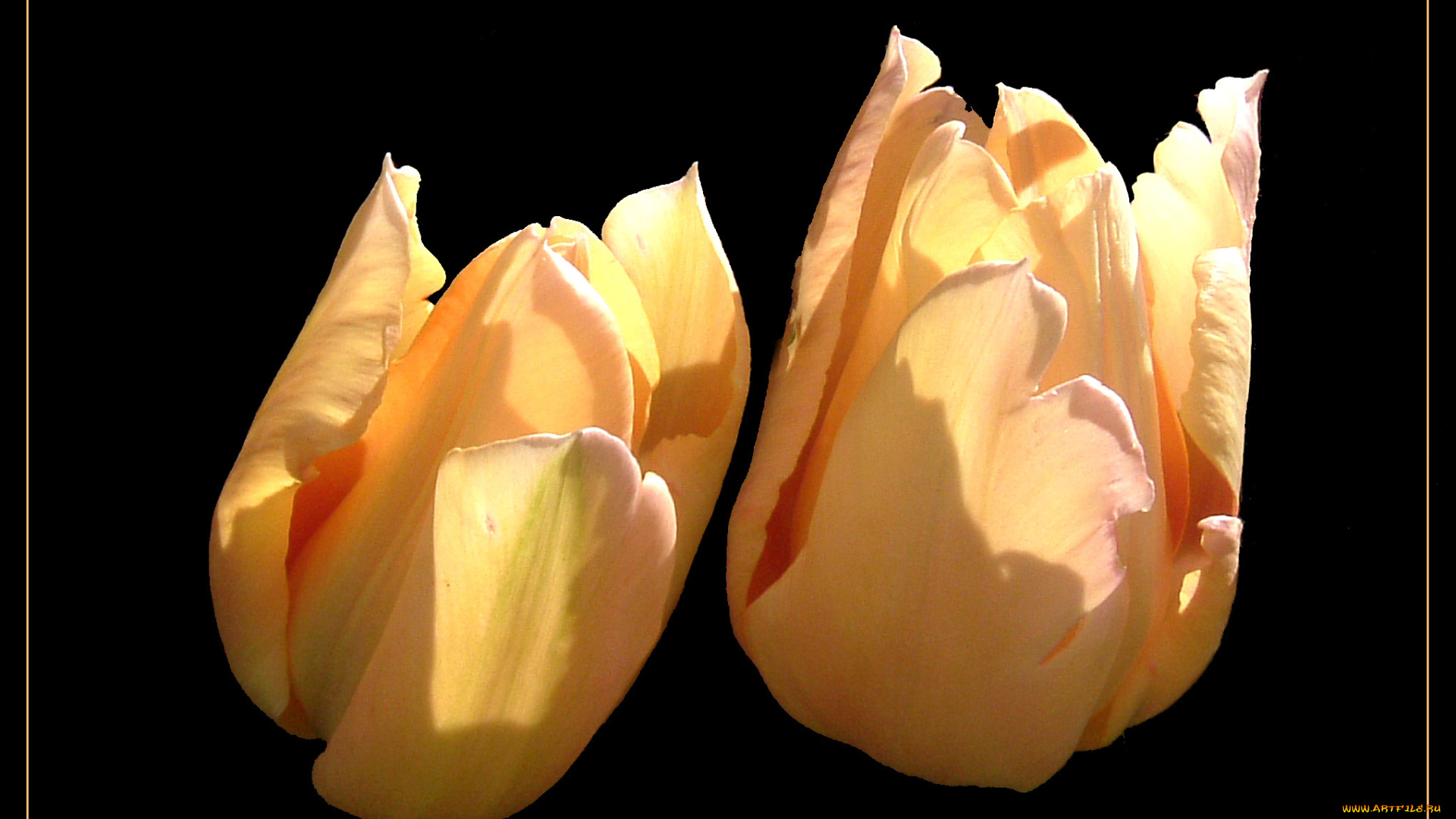 цветы, тюльпаны