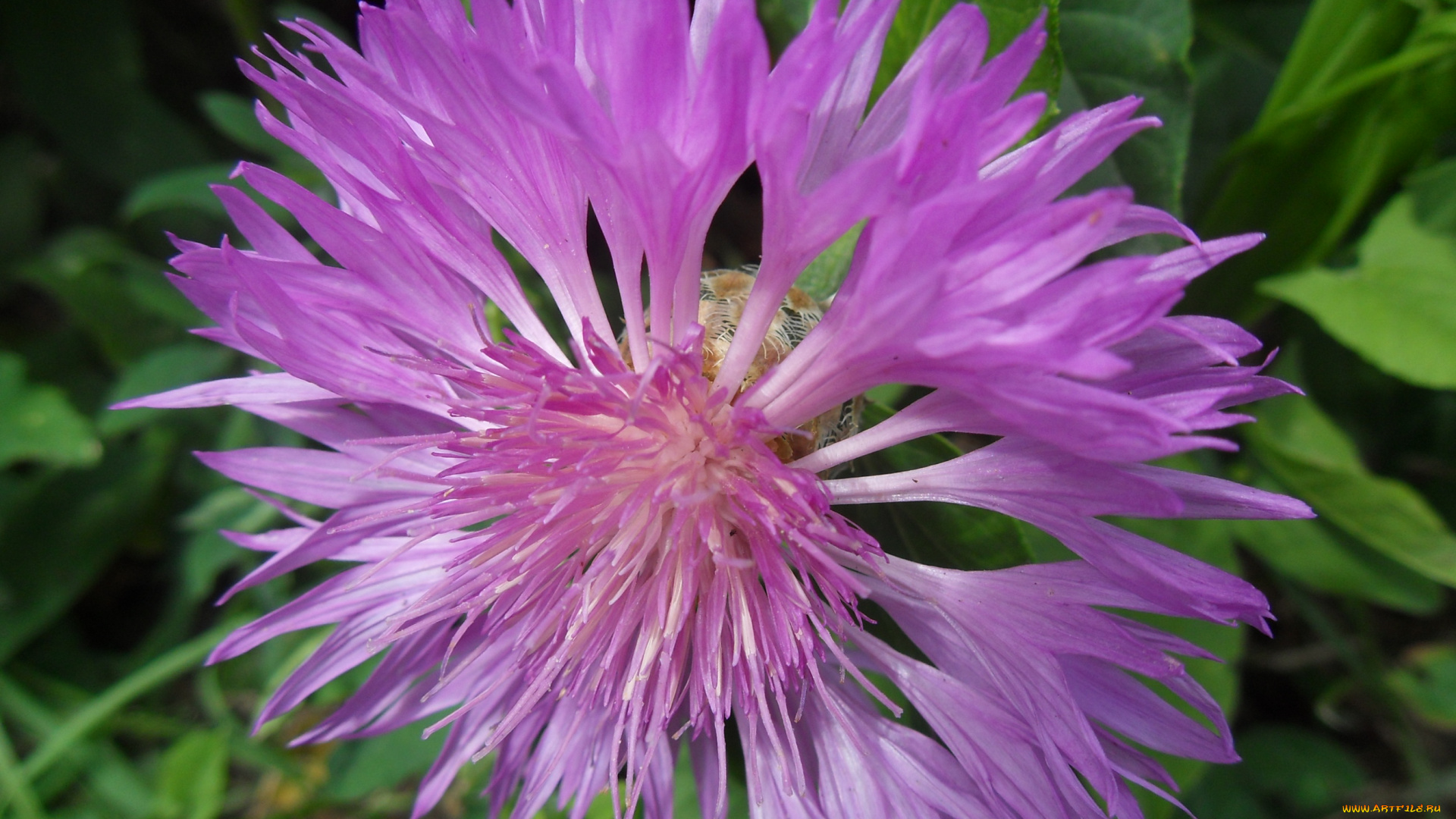 цветы, васильки, лепестки