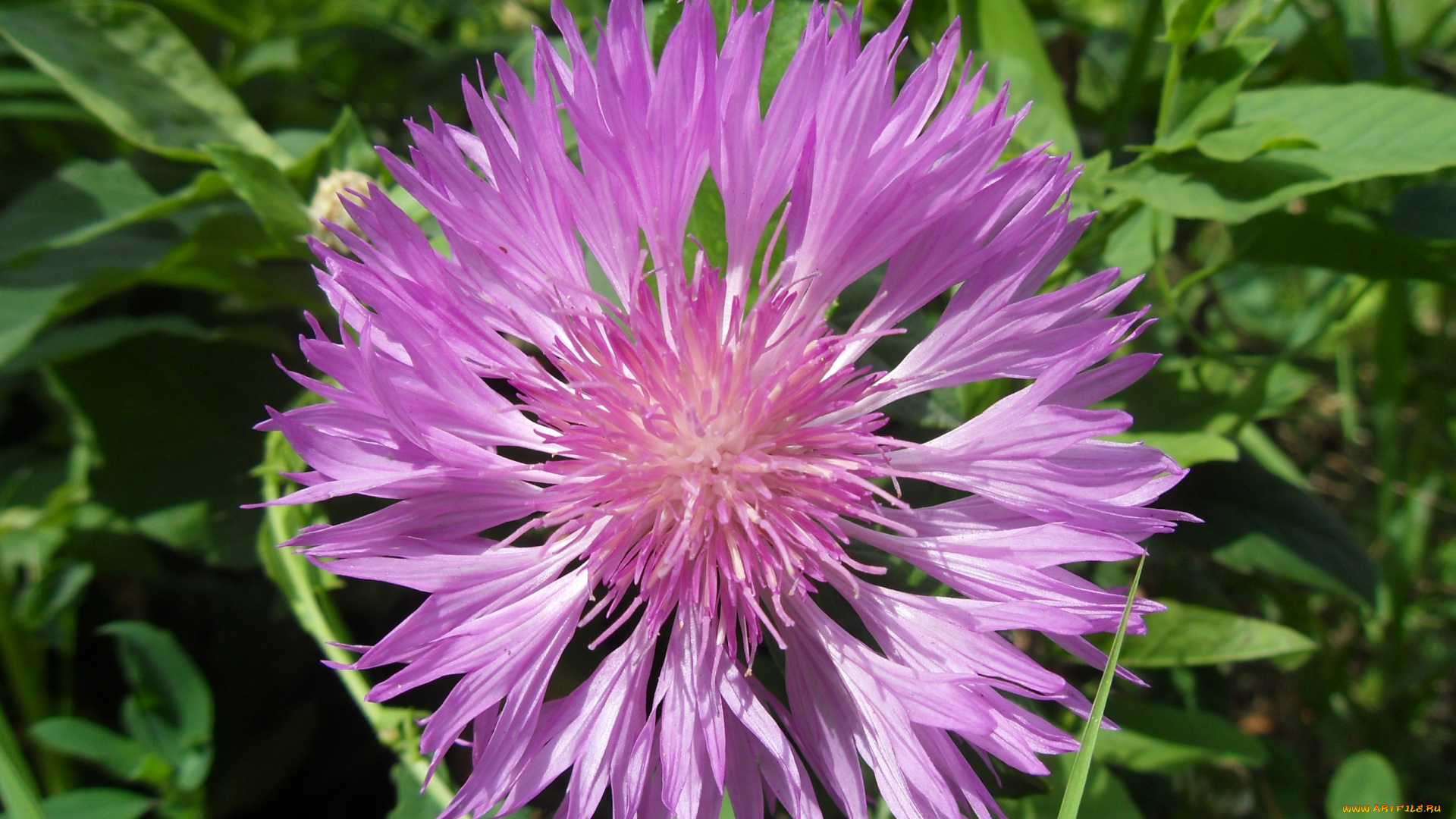 цветы, васильки, лепестки