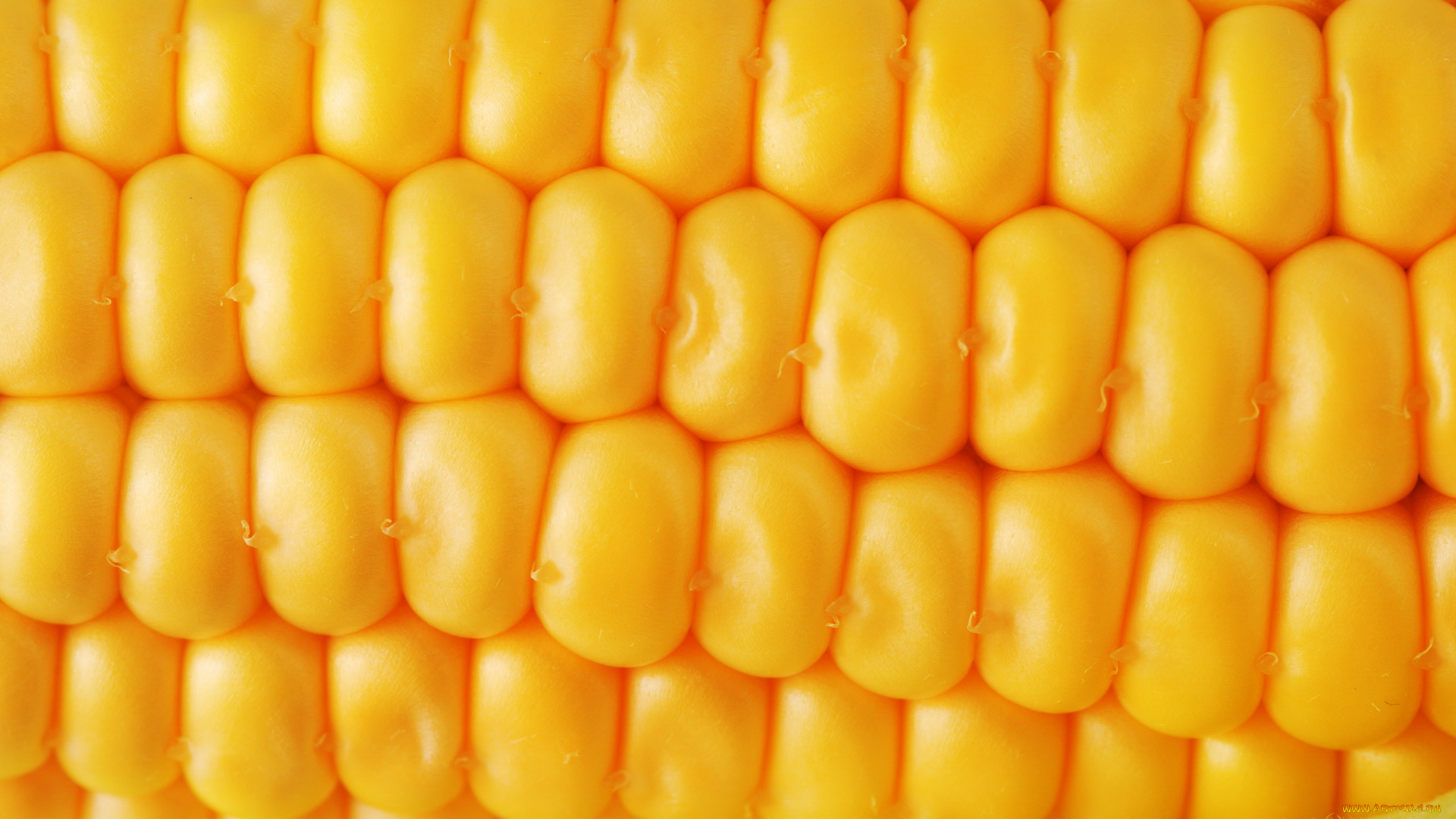 еда, кукуруза