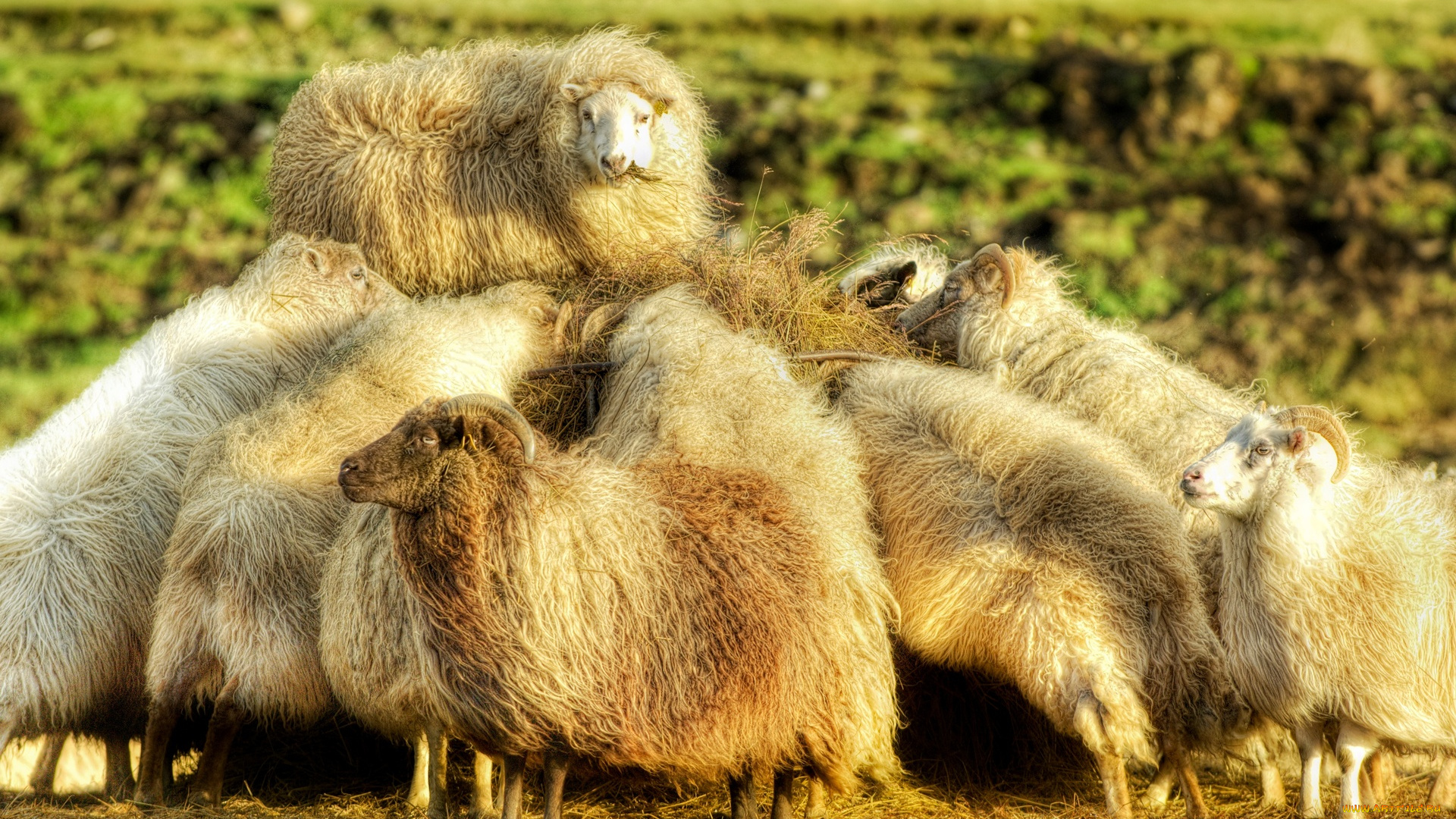 munchtime, животные, овцы, бараны, стая, козы