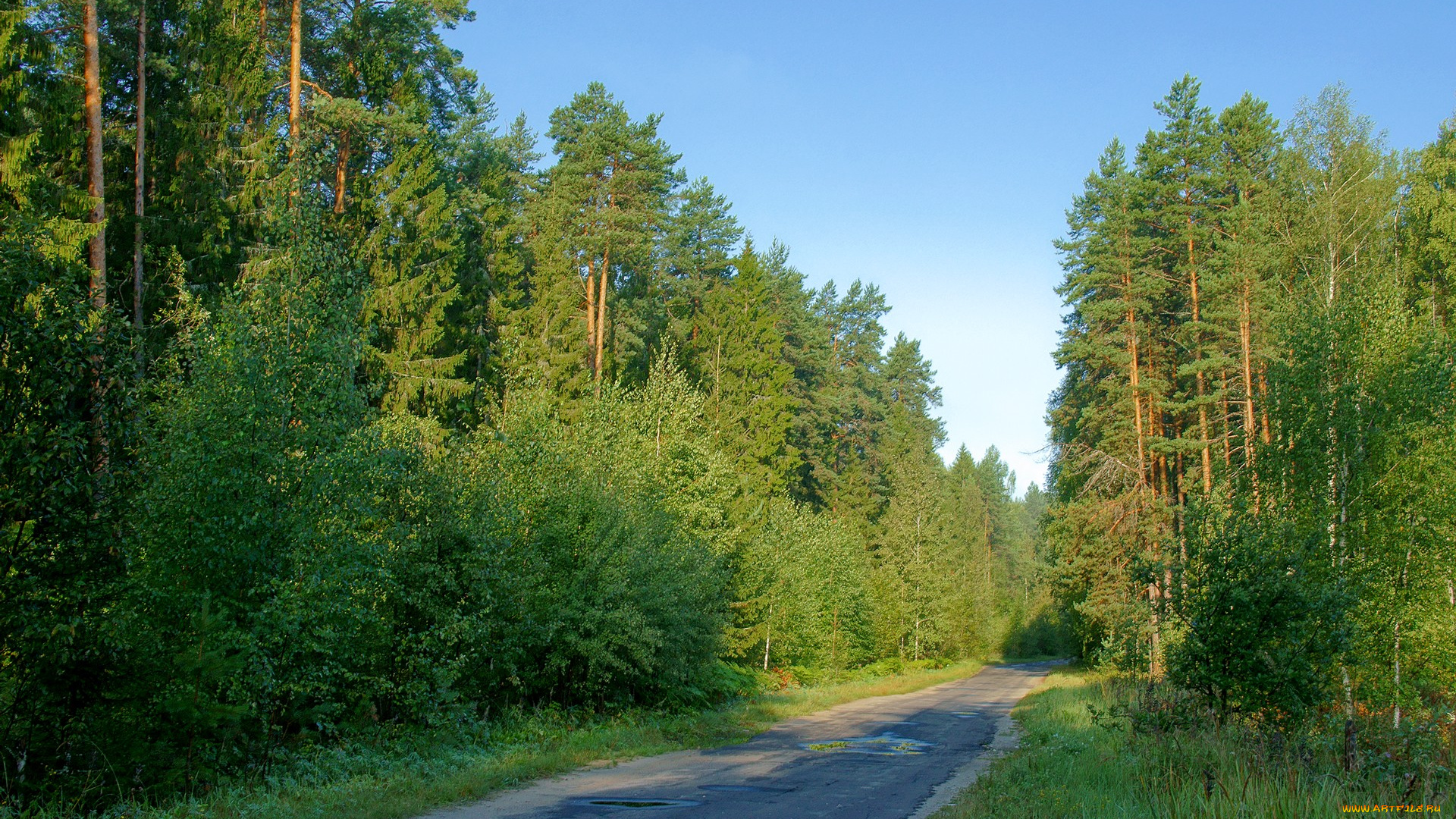 природа, дороги, лес, дорога