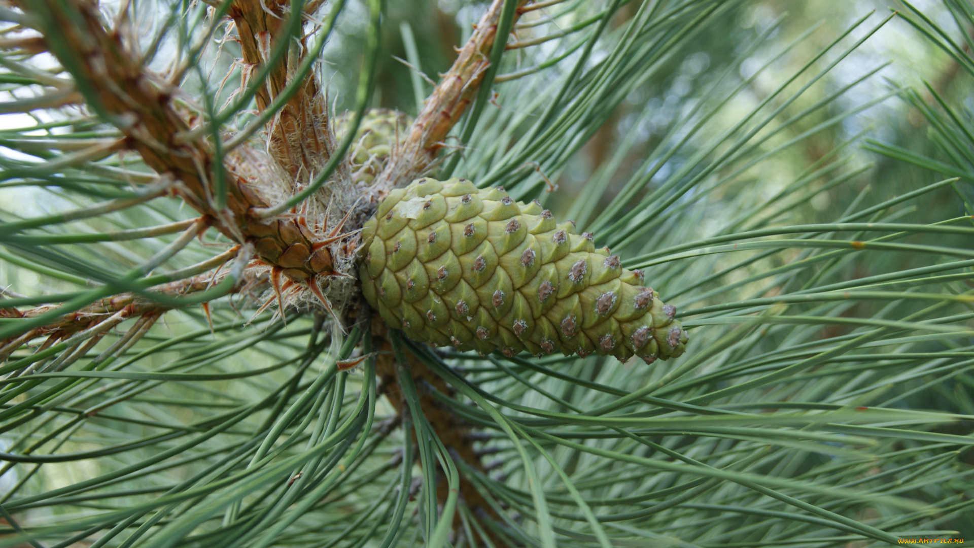 природа, шишки, жёлуди, каштаны, шишка, иголки