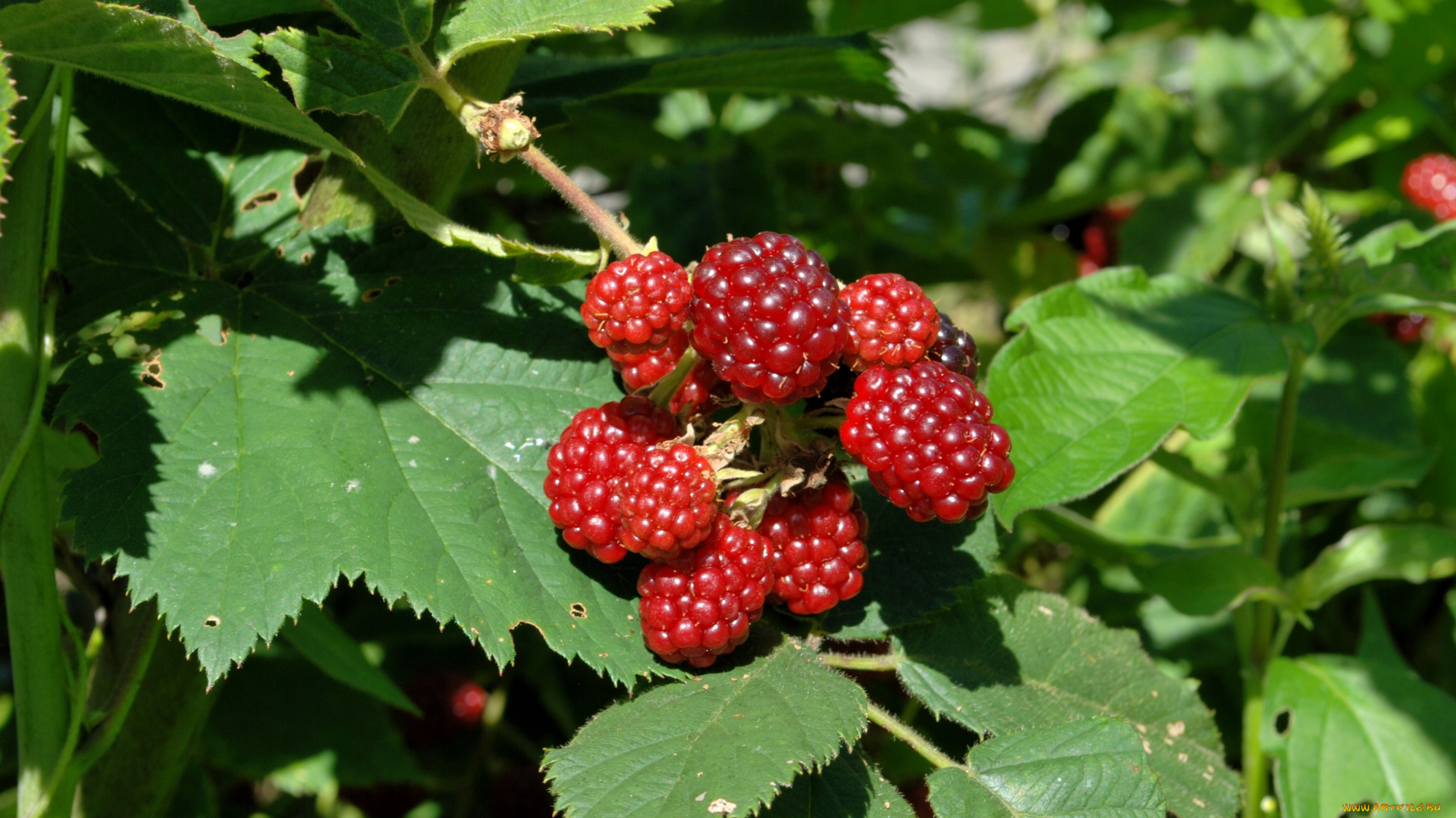 природа, Ягоды, листья, ежевика