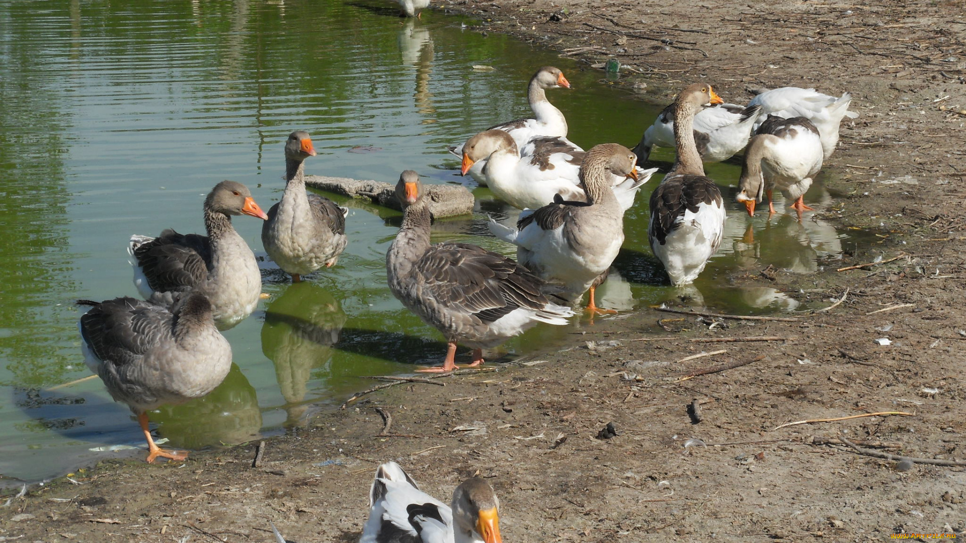 животные, гуси
