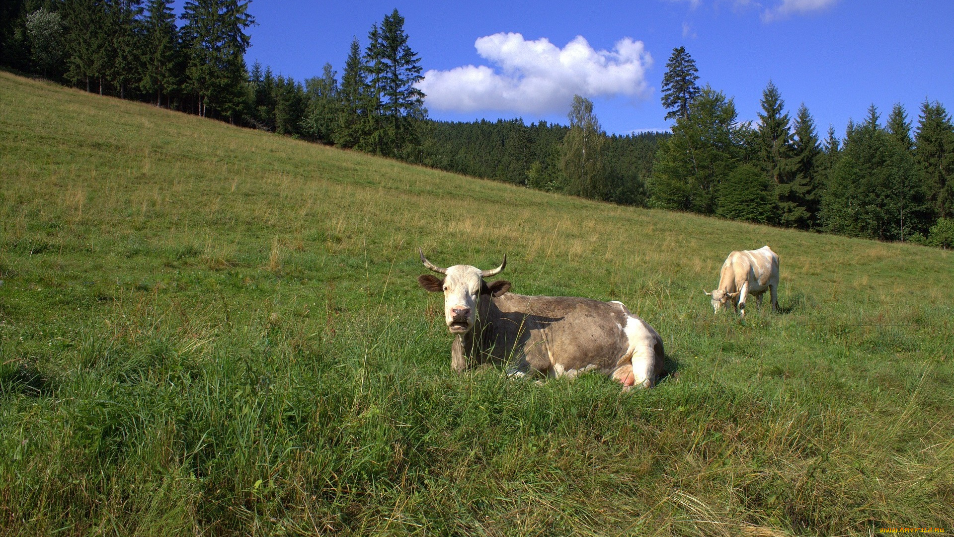 животные, коровы, буйволы, деревья, облака, трава