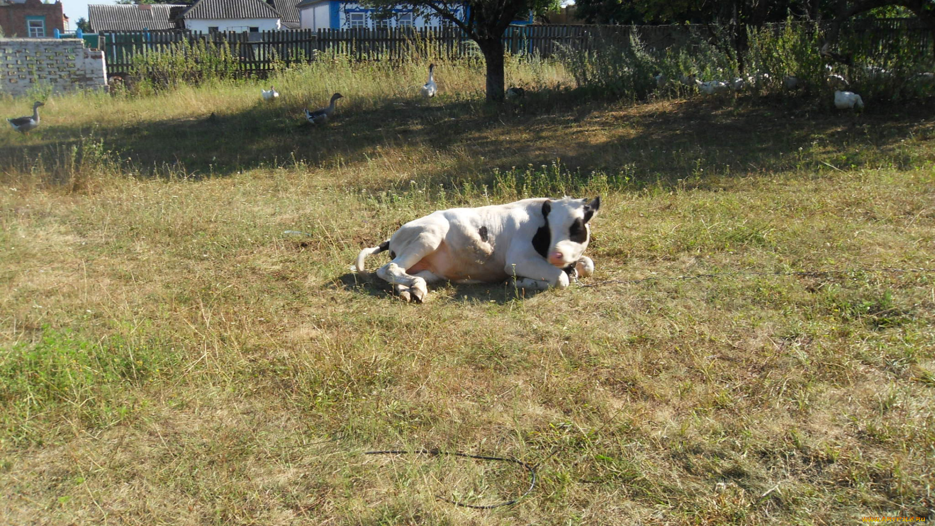 животные, коровы, буйволы, теленок