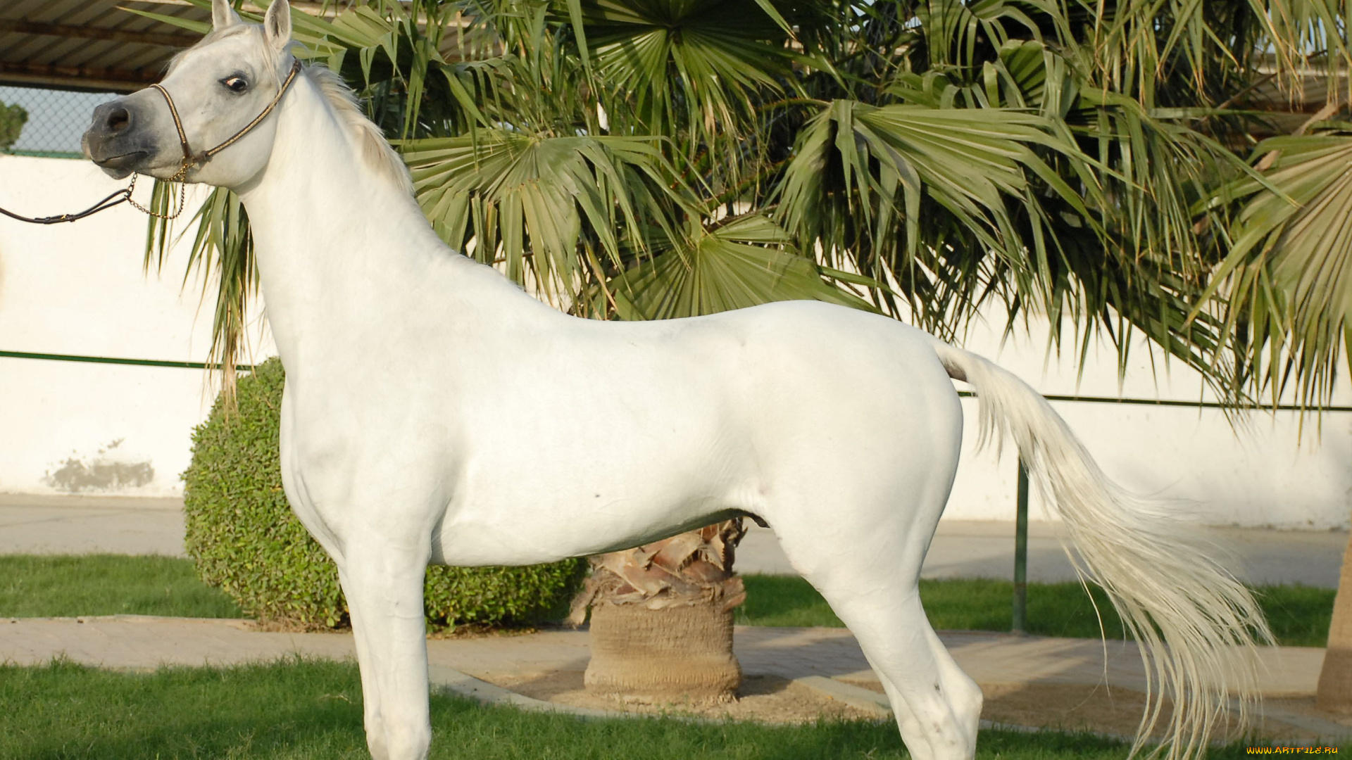 животные, лошади, лошадь