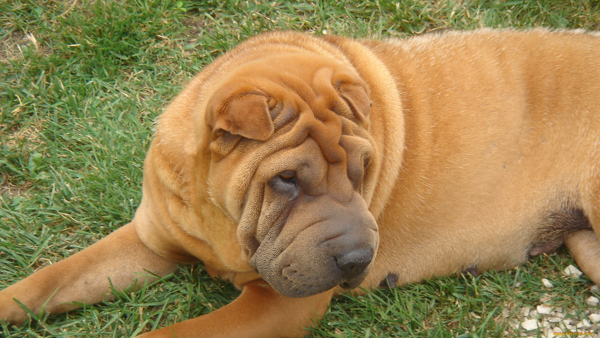 животные, собаки, собака