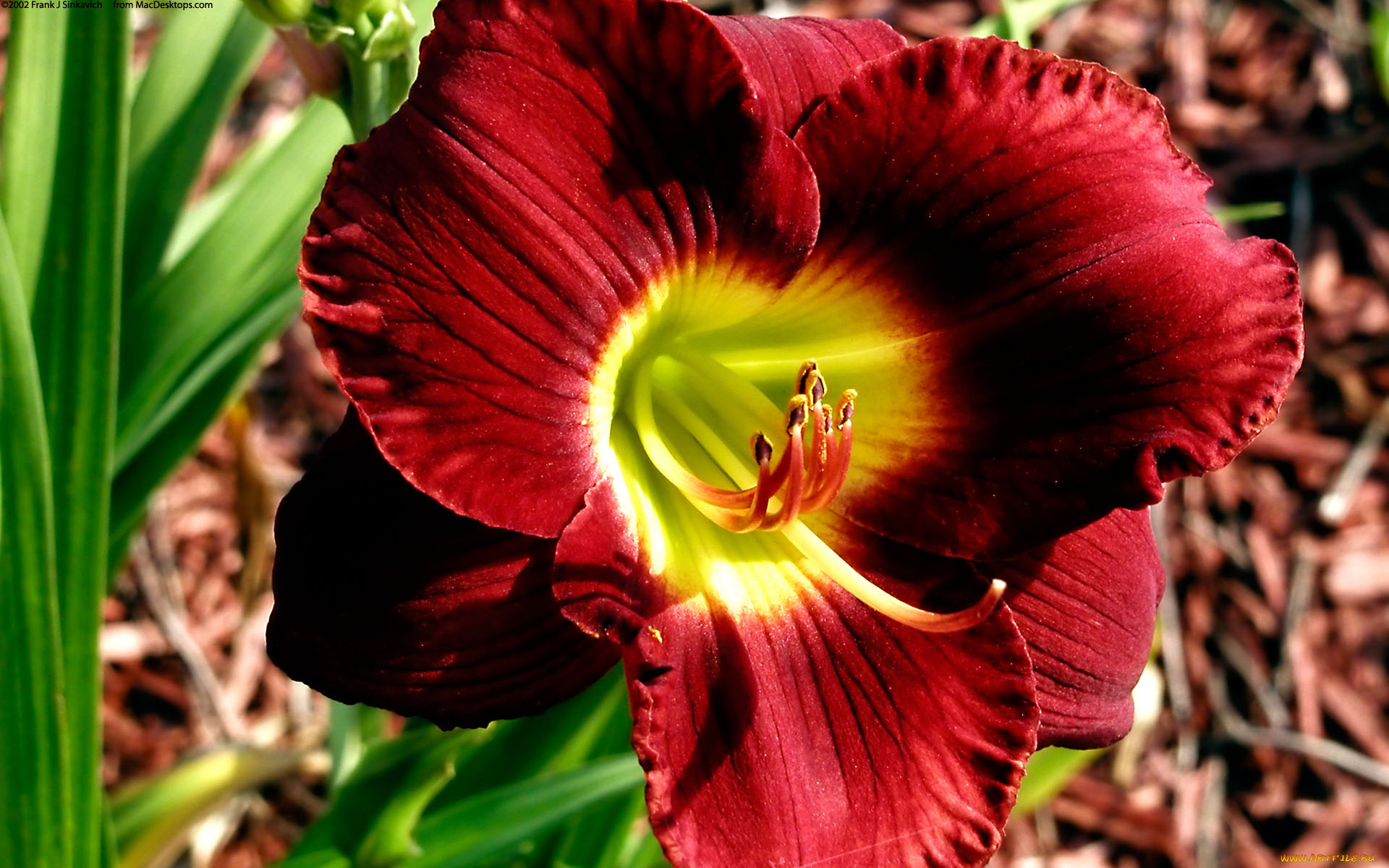 цветы, лилии, лилейники, бутон