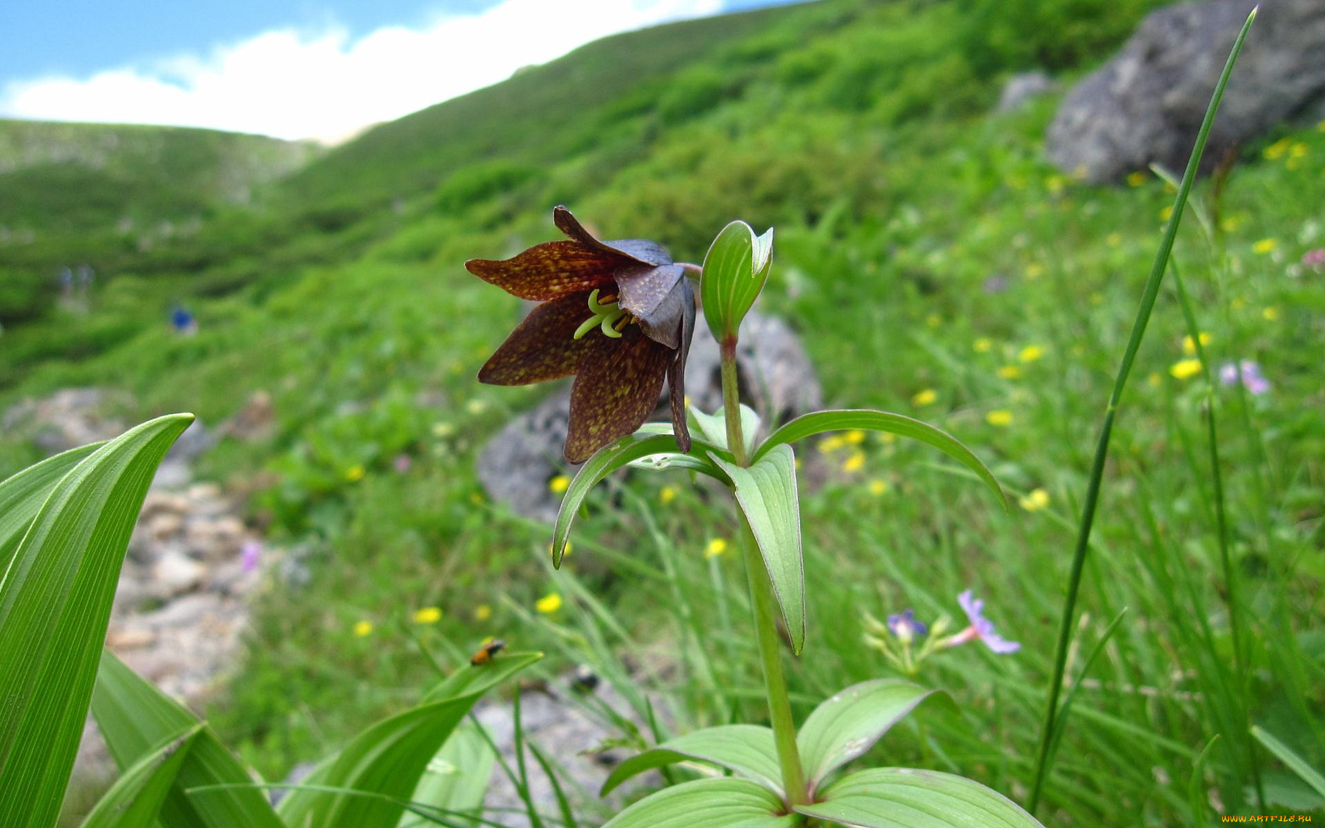 цветы, рябчики, цветок