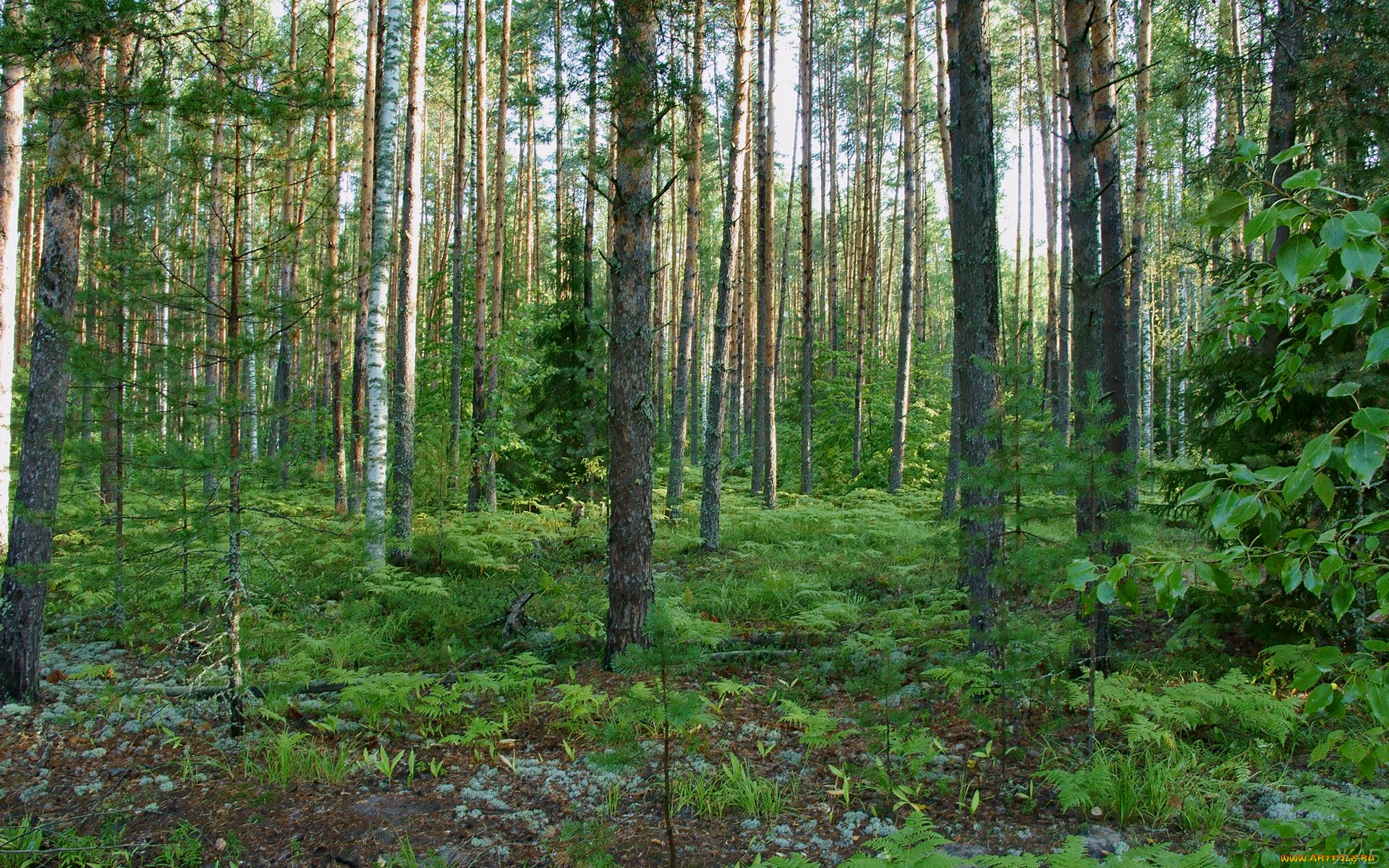 природа, лес, деревья, мох, папоротник
