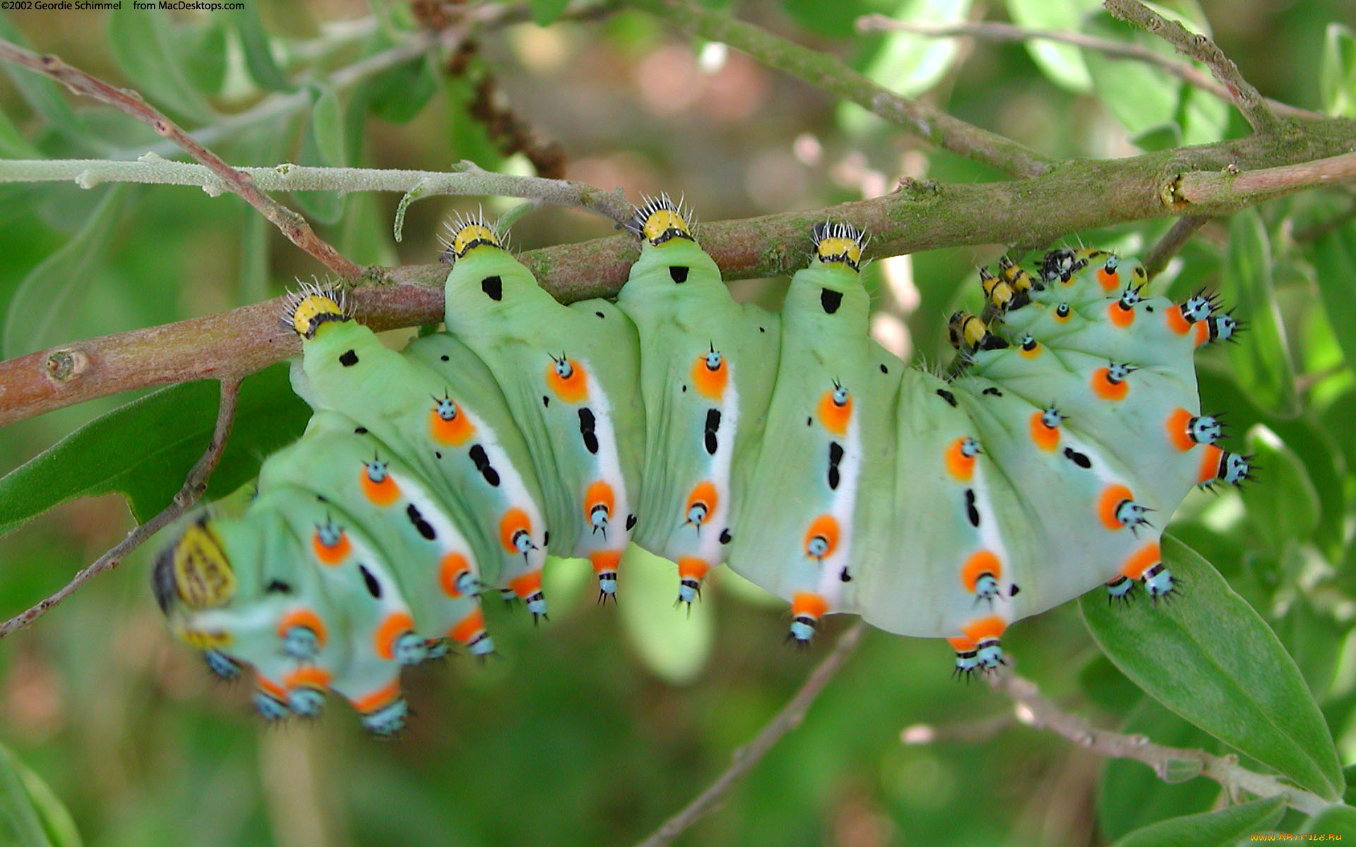 животные, гусеницы, гусеница