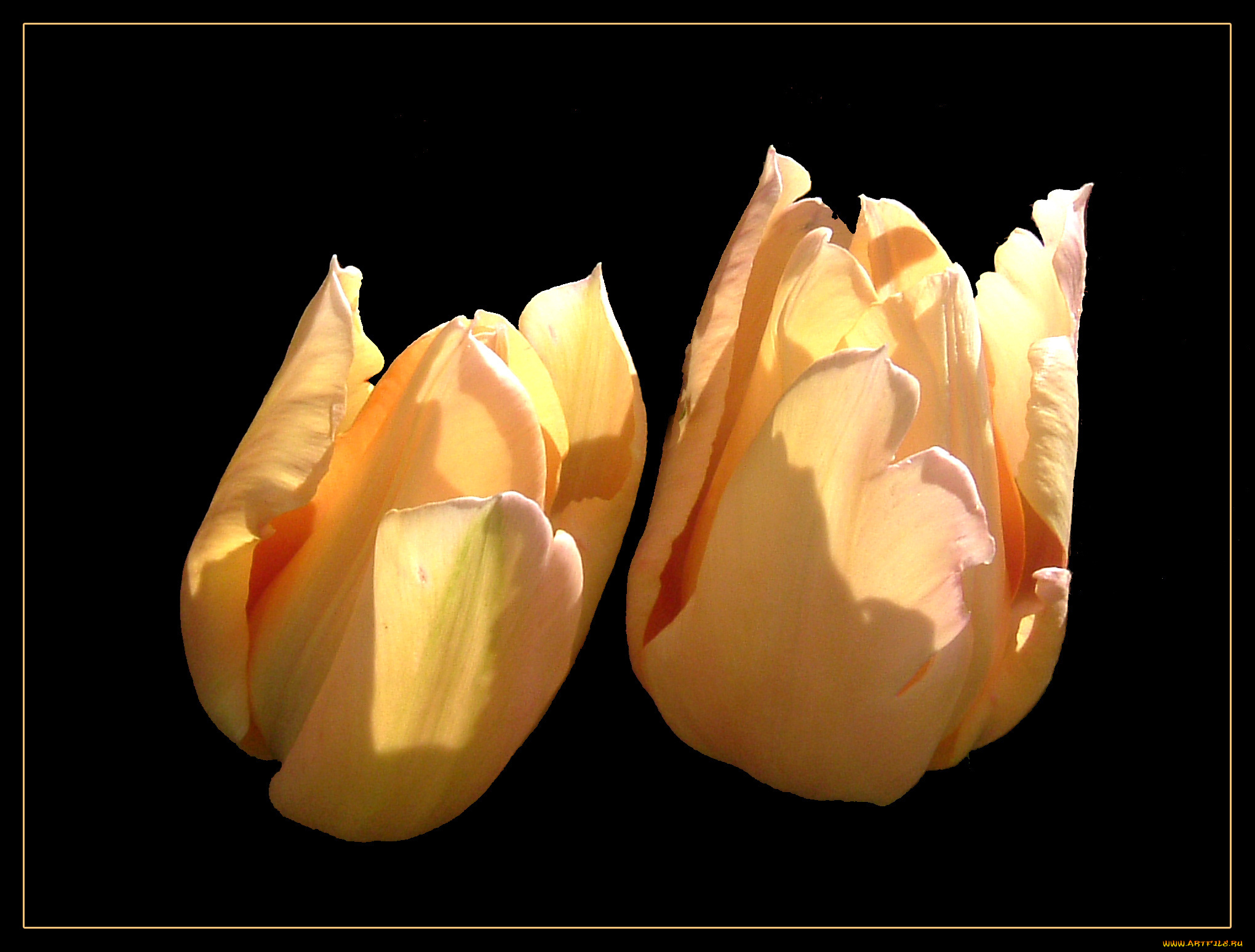 цветы, тюльпаны