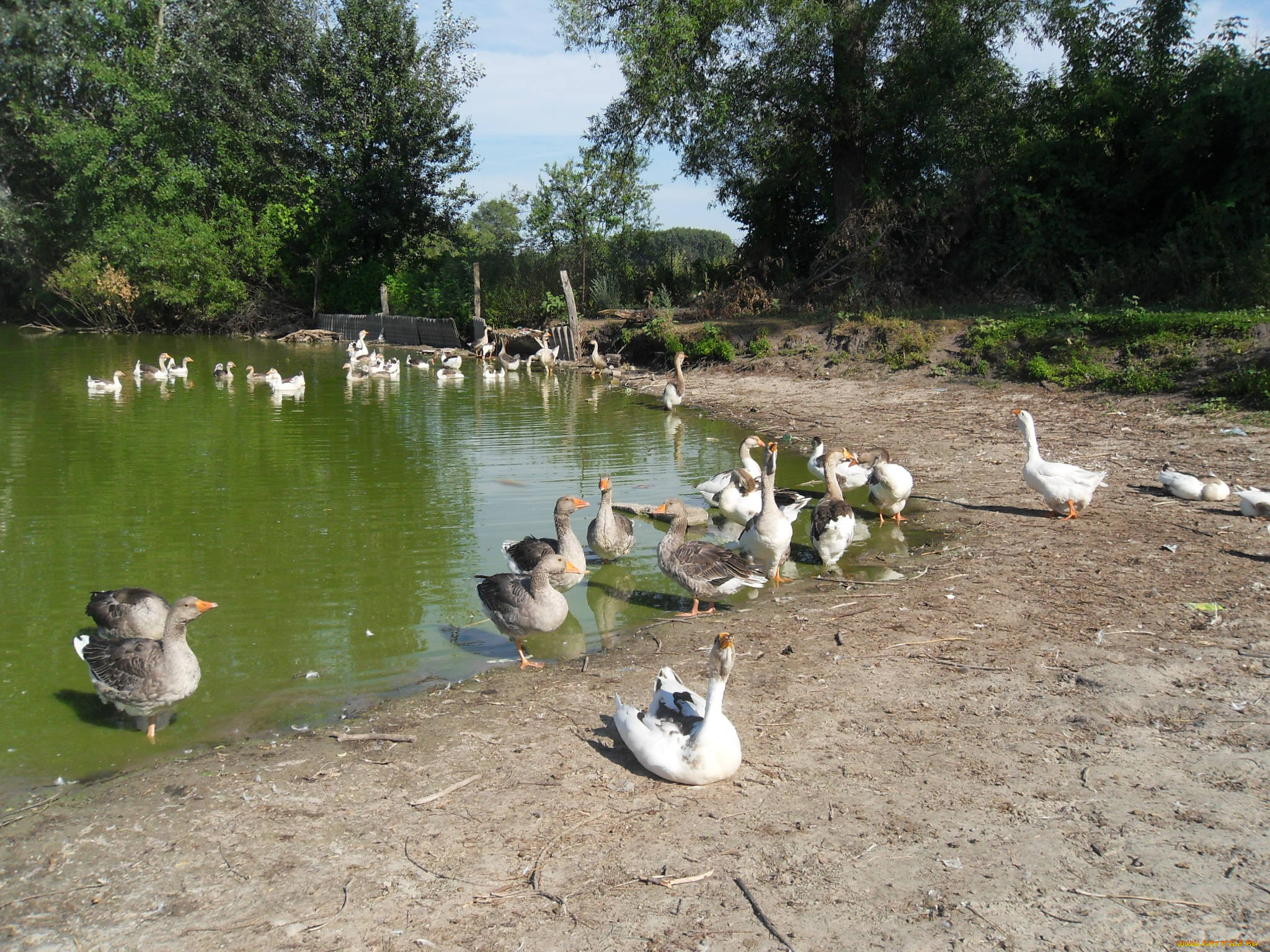 животные, гуси