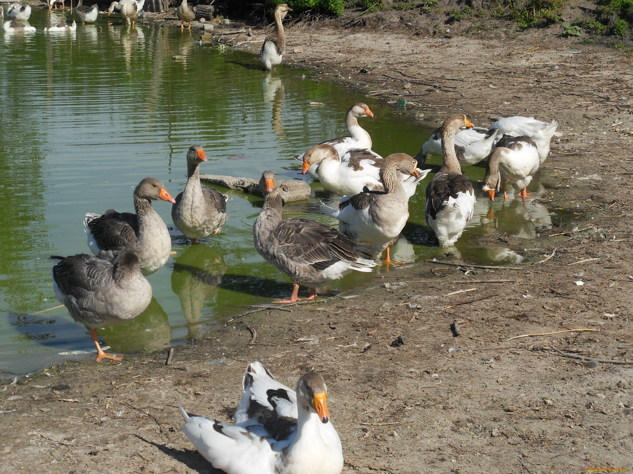 животные, гуси