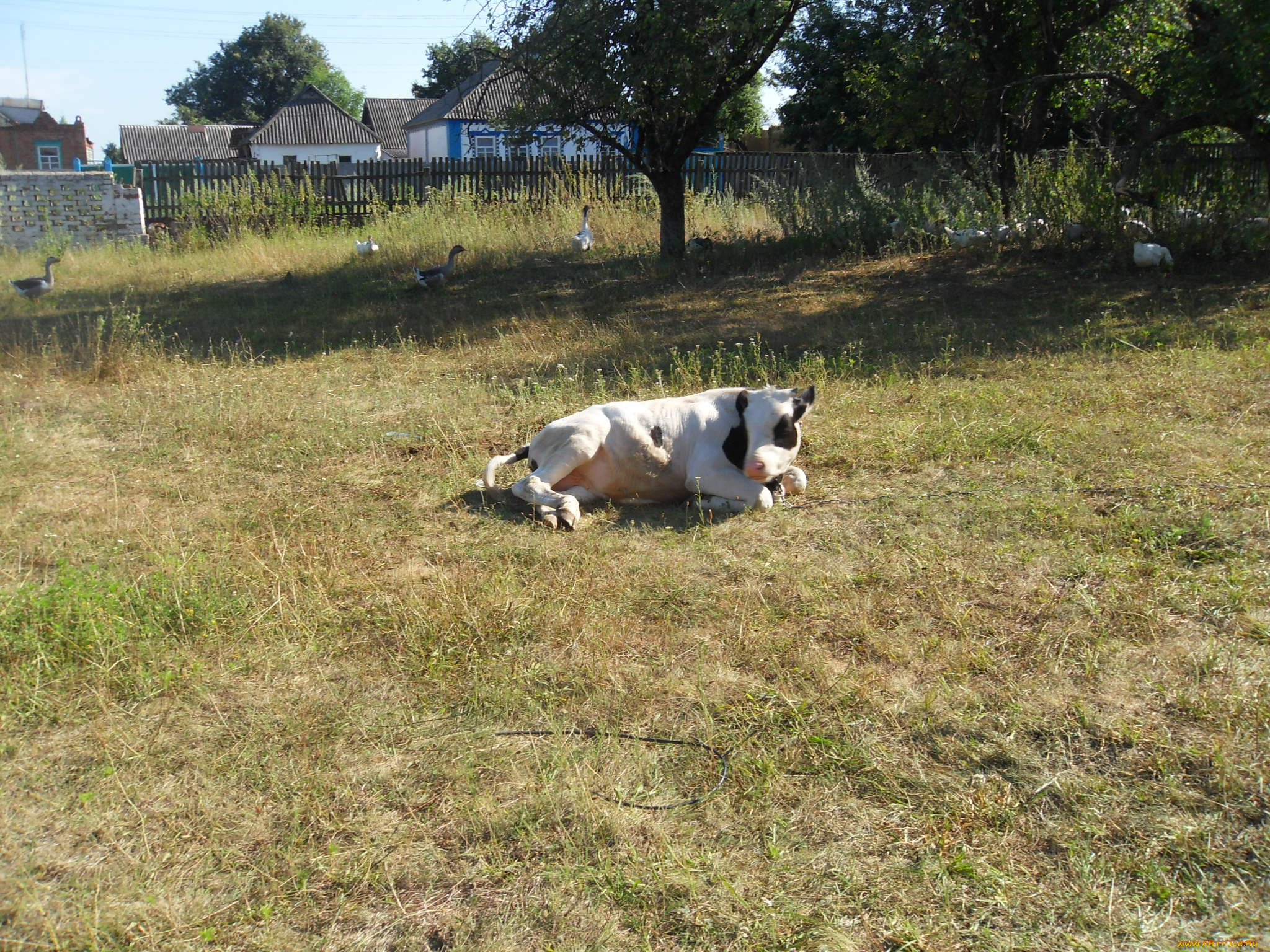 животные, коровы, буйволы, теленок