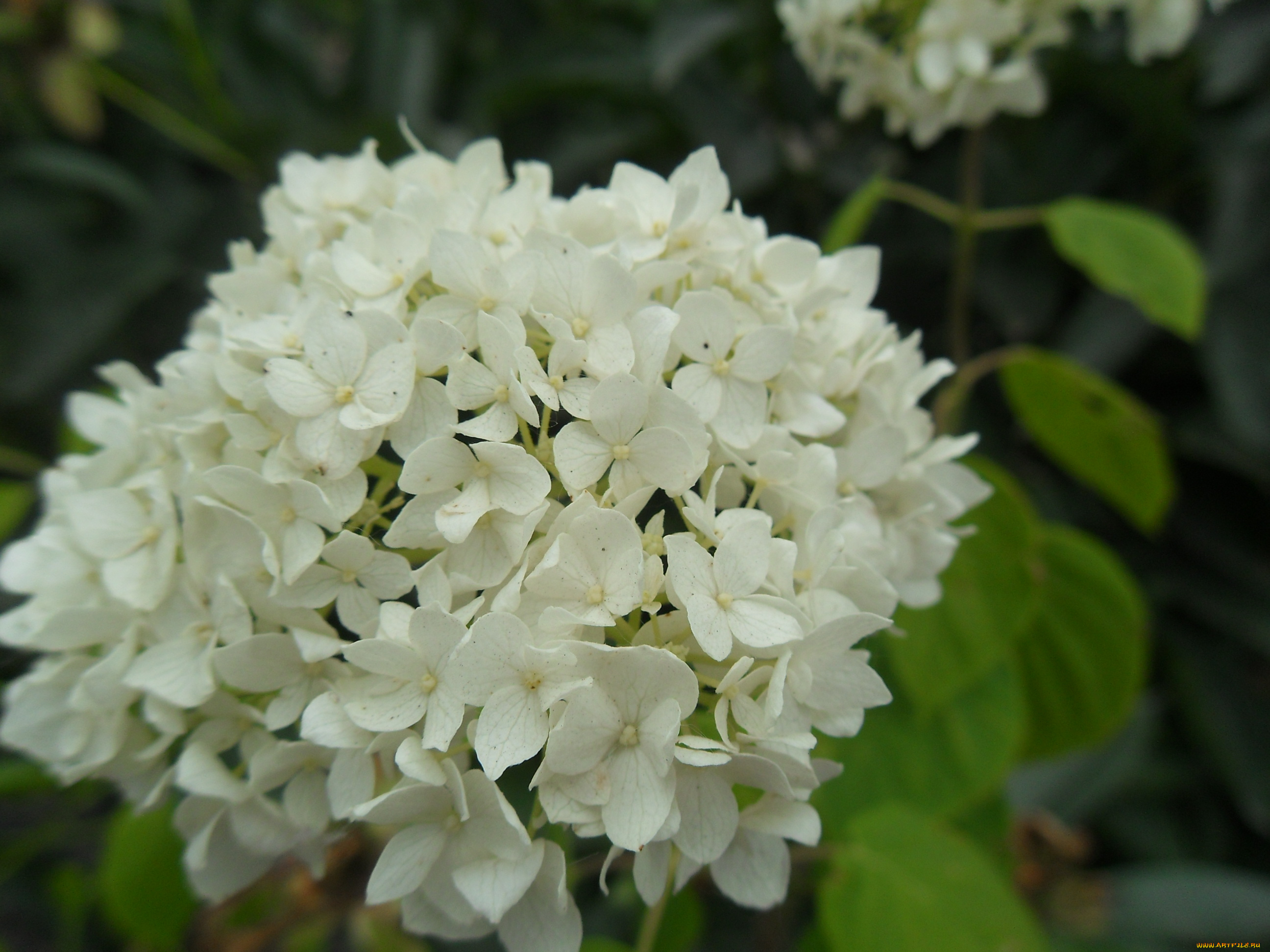 цветы, гортензия, бутоны