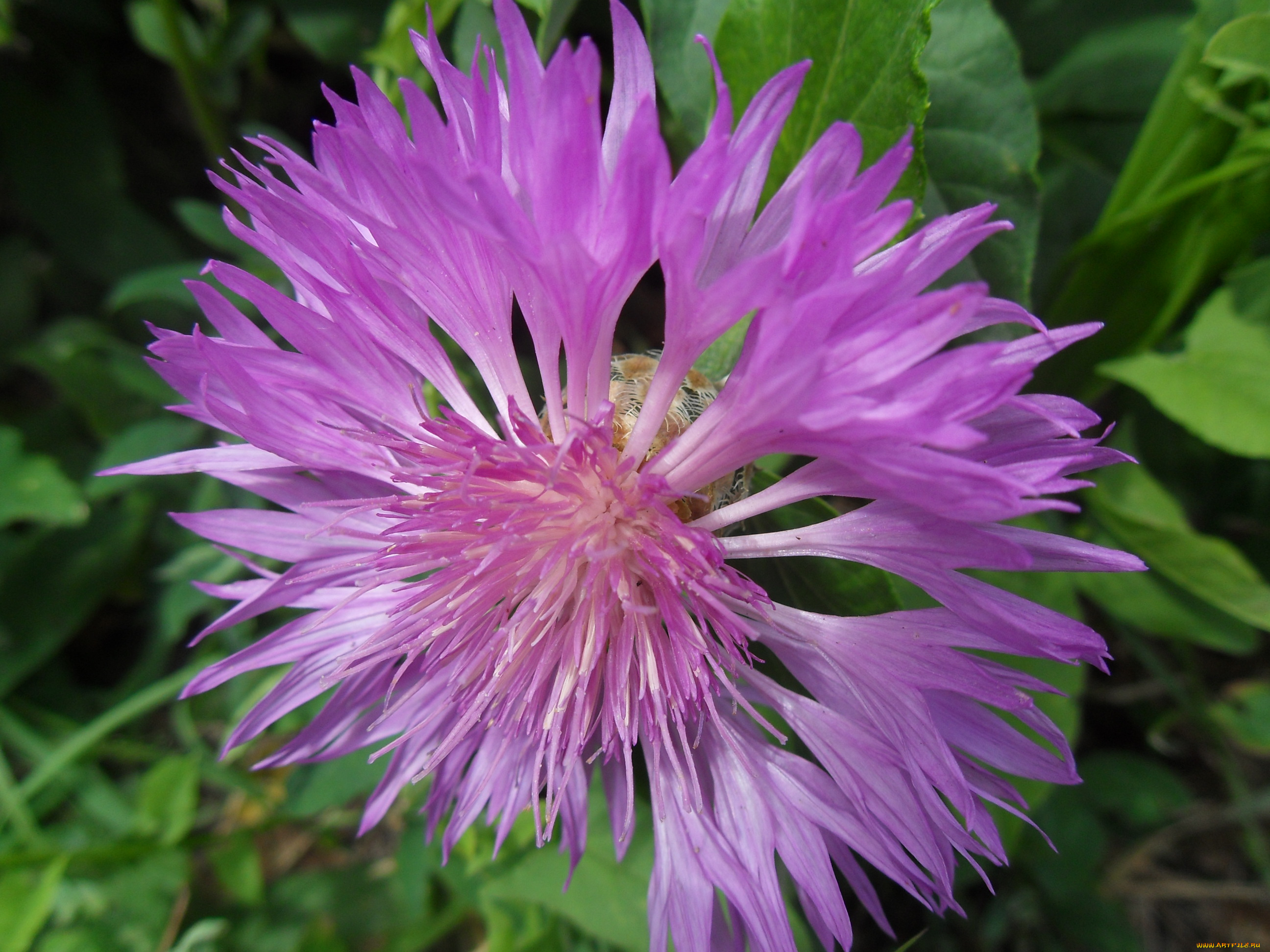 цветы, васильки, лепестки