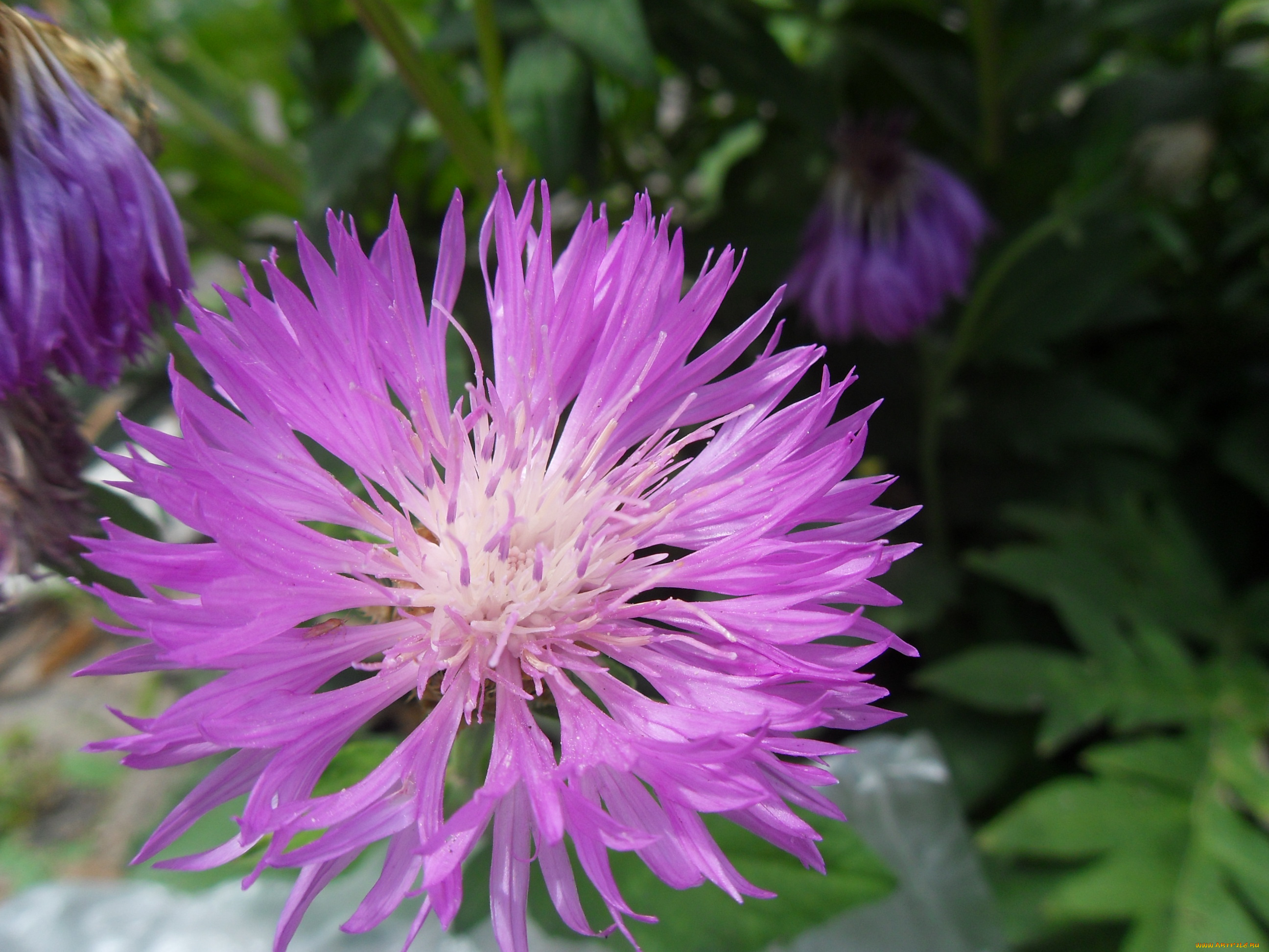 цветы, васильки, лепестки