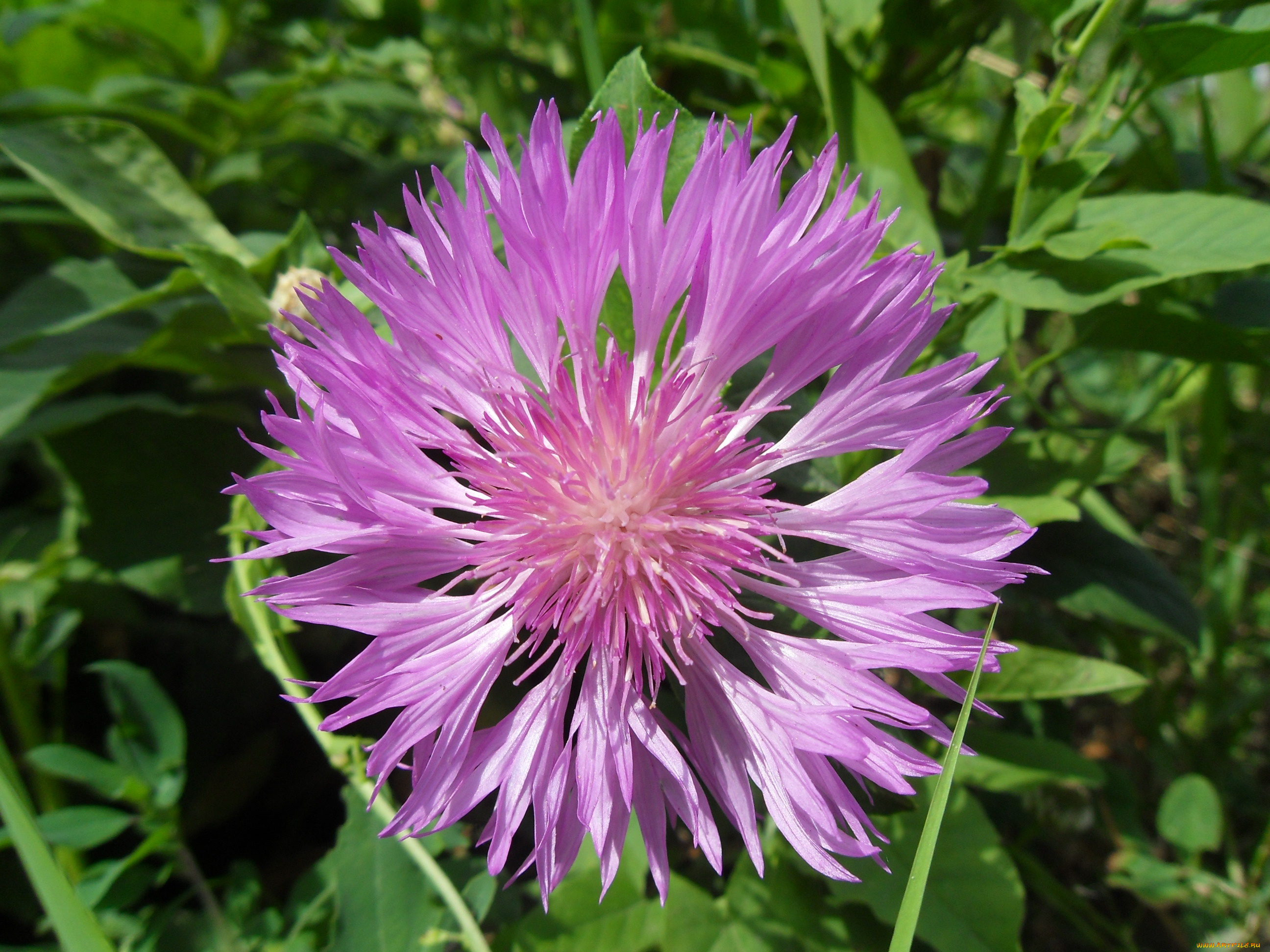 цветы, васильки, лепестки