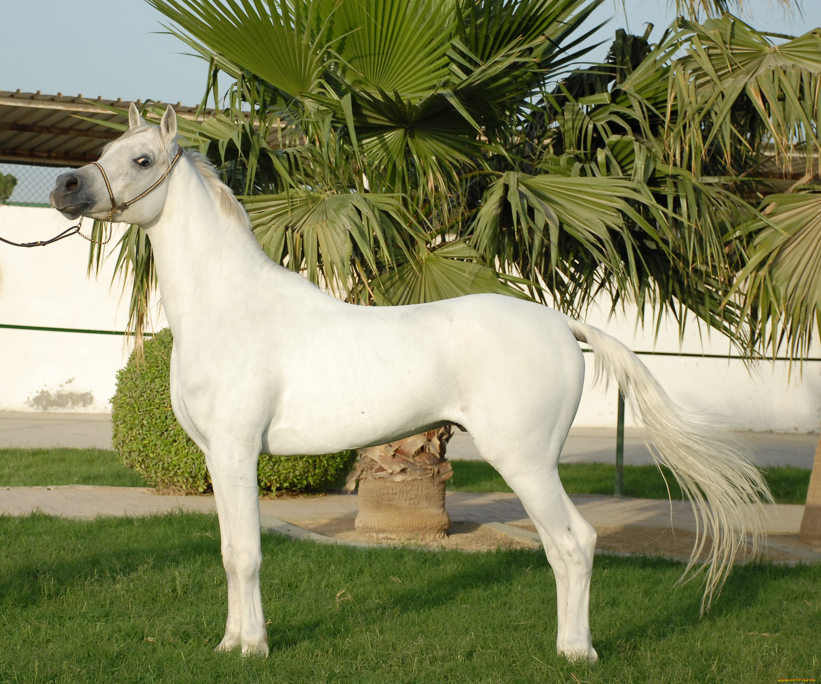 животные, лошади, лошадь