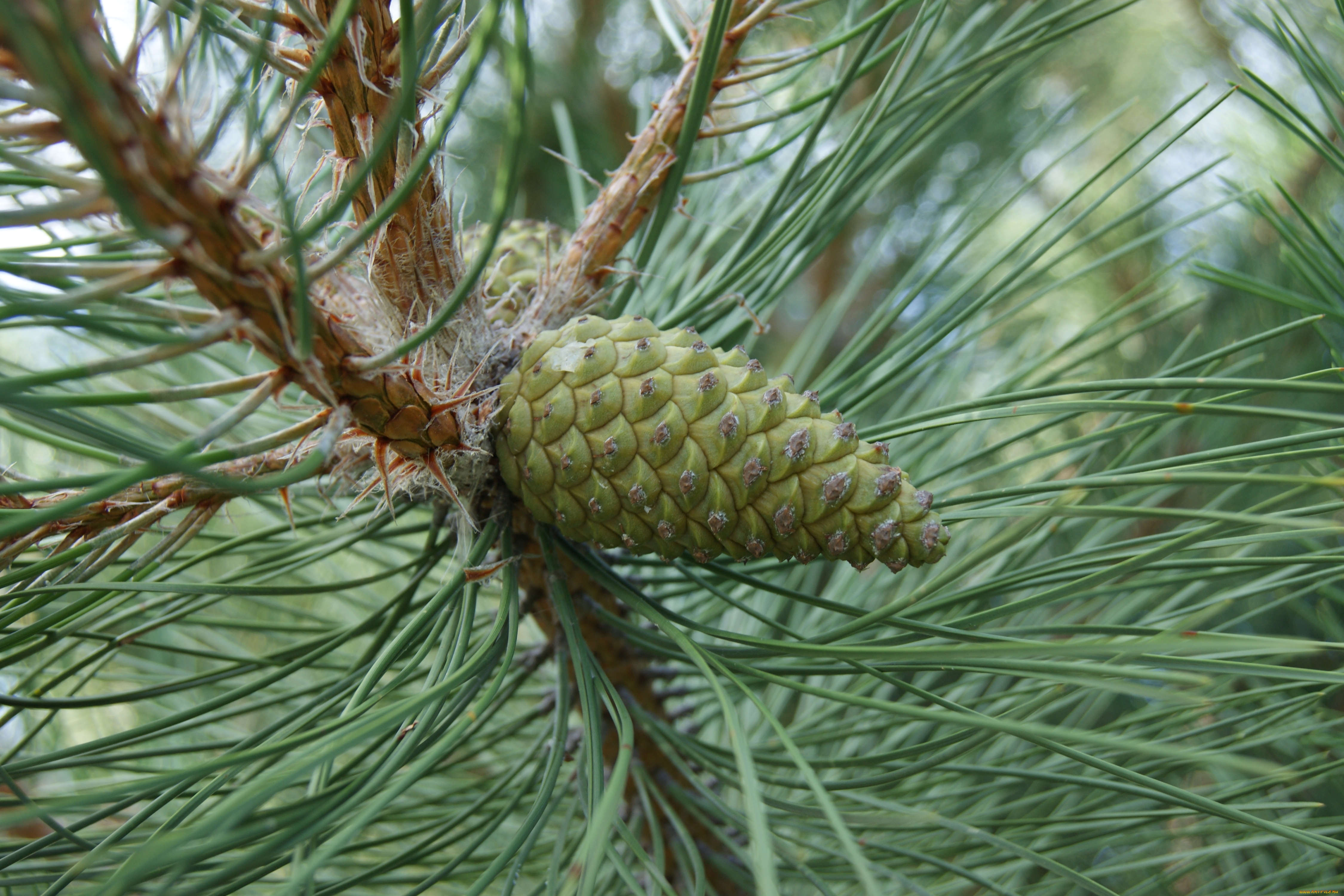 природа, шишки, жёлуди, каштаны, шишка, иголки