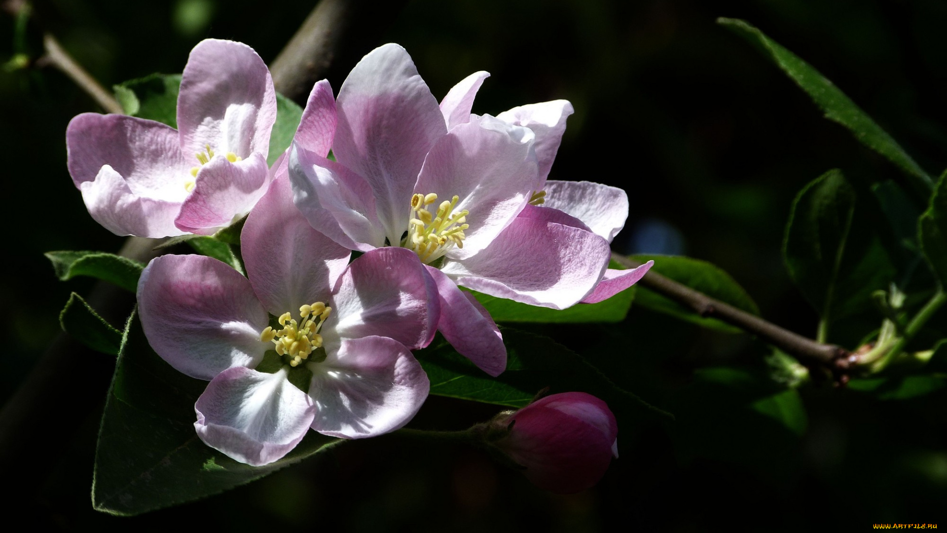 цветы, цветущие, деревья, , , кустарники, цветок, лепестки, ветка, фон, яблоня