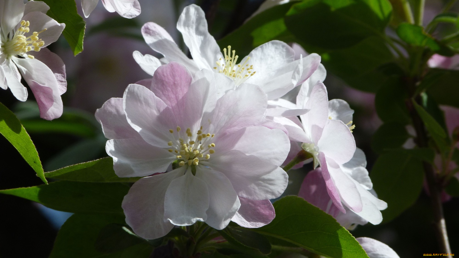 цветы, цветущие, деревья, , , кустарники, цветок, лепестки, ветка, фон, яблоня