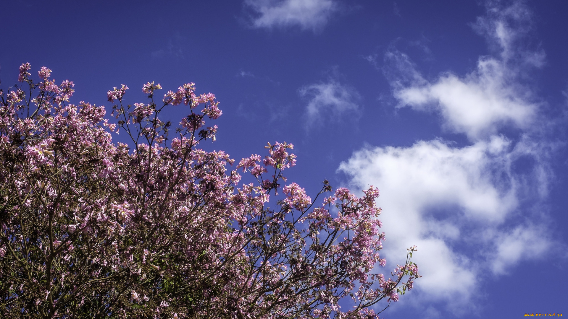 цветы, цветущие, деревья, , , кустарники, дерево, небо, розовые