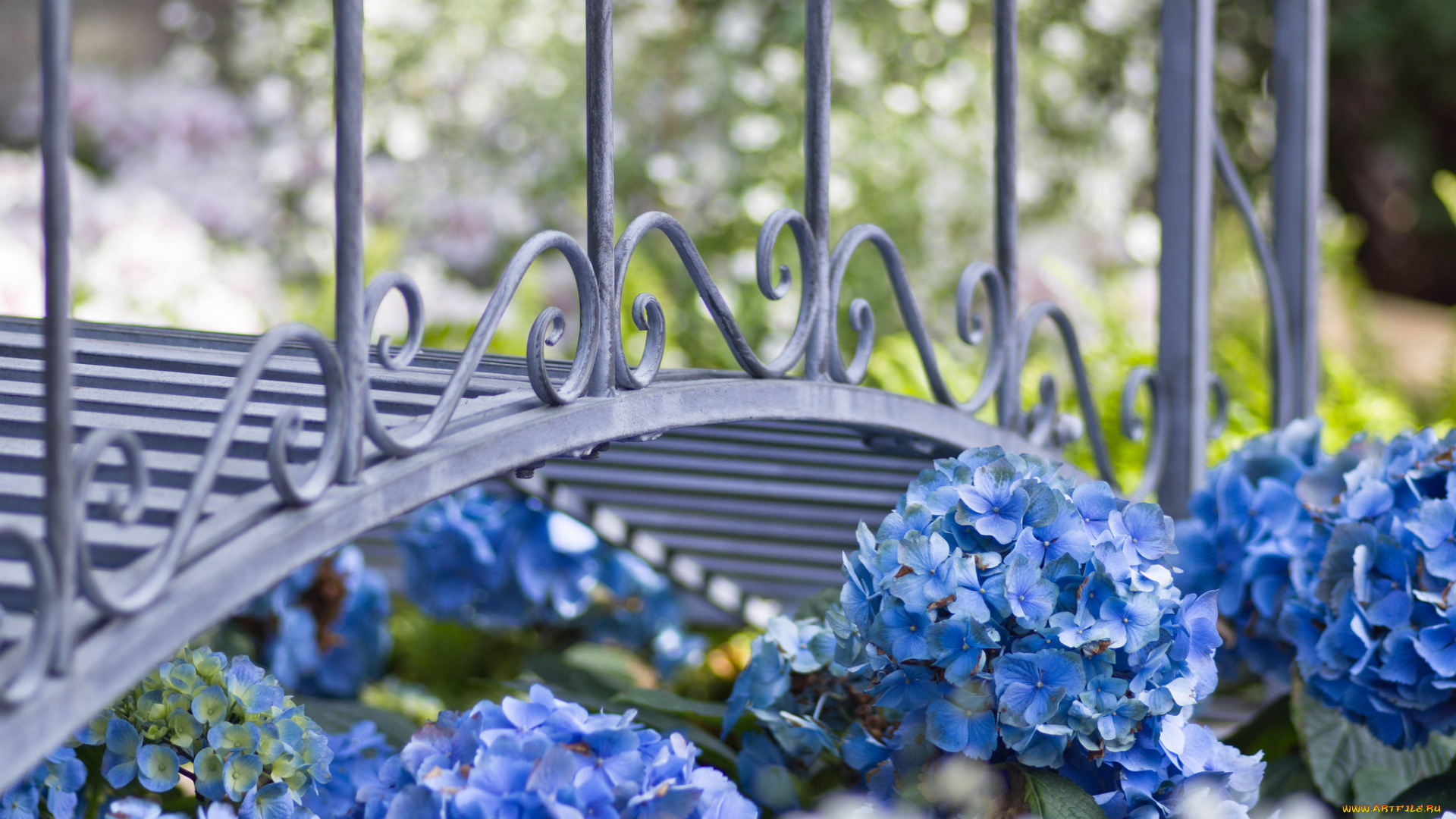 цветы, гортензия, мост