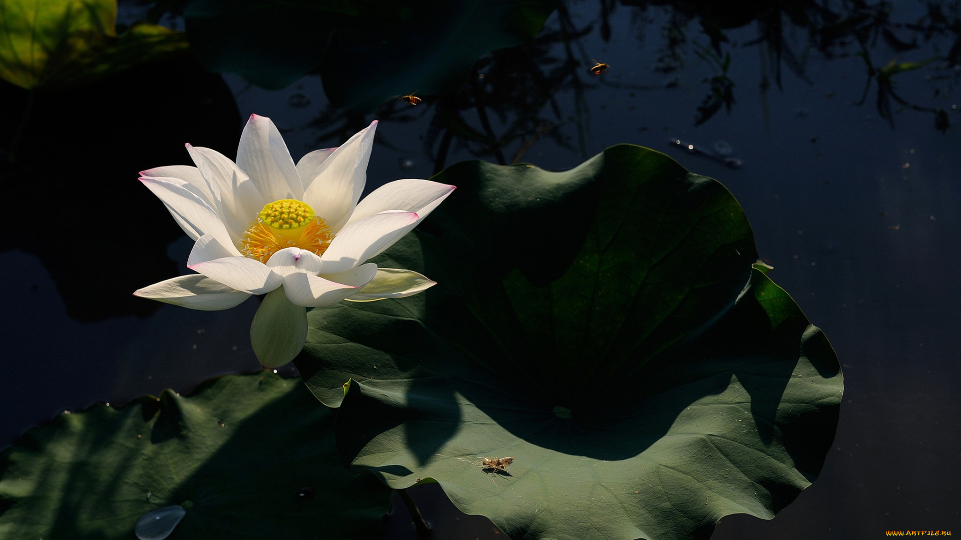 цветы, лотосы, цветок, вода