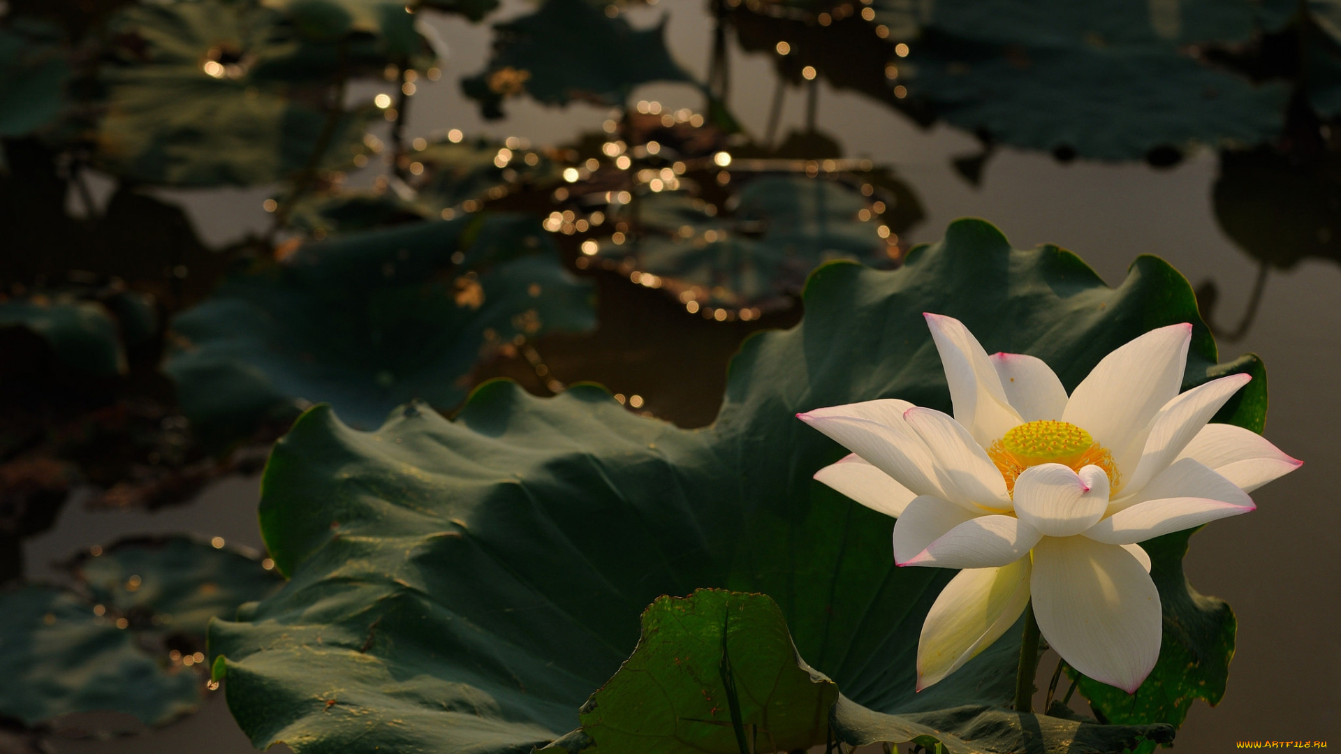 цветы, лотосы, цветок, вода