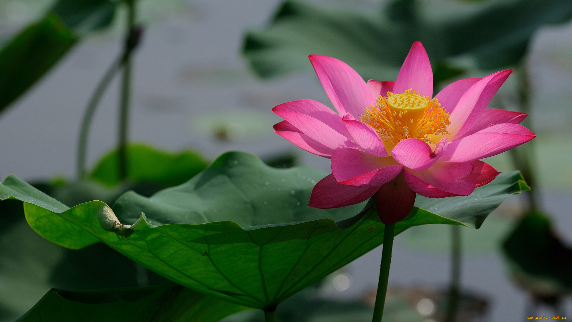 цветы, лотосы, цветок, вода