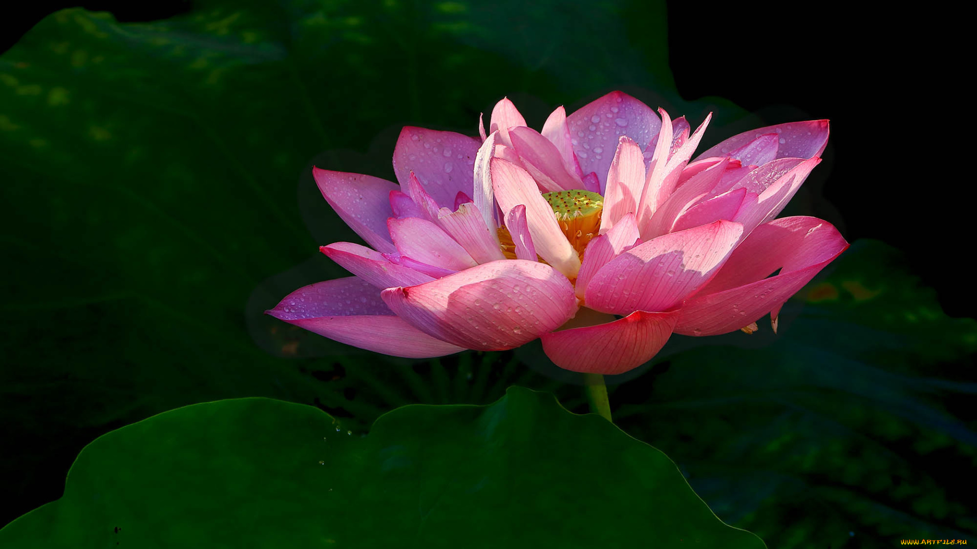 цветы, лотосы, фон, лепестки, бутон