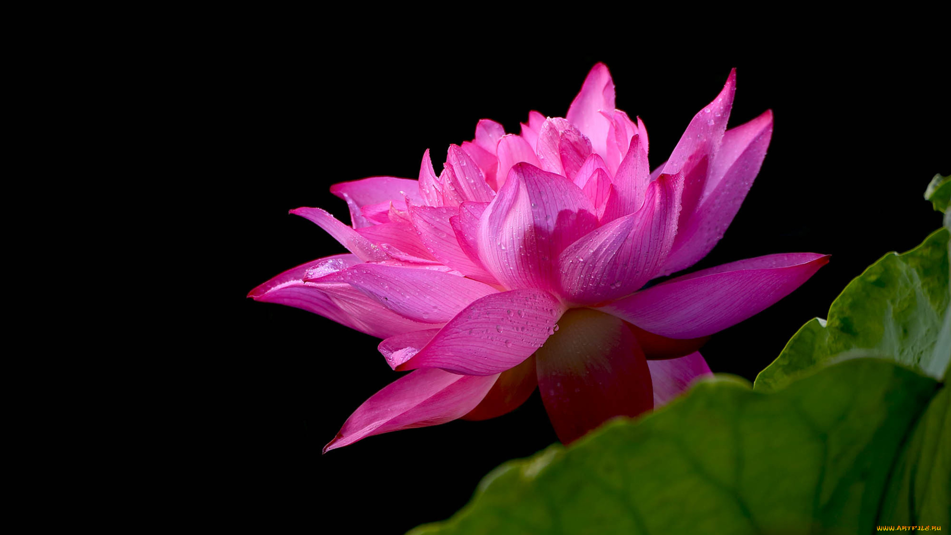 цветы, лотосы, лепестки, бутон, фон