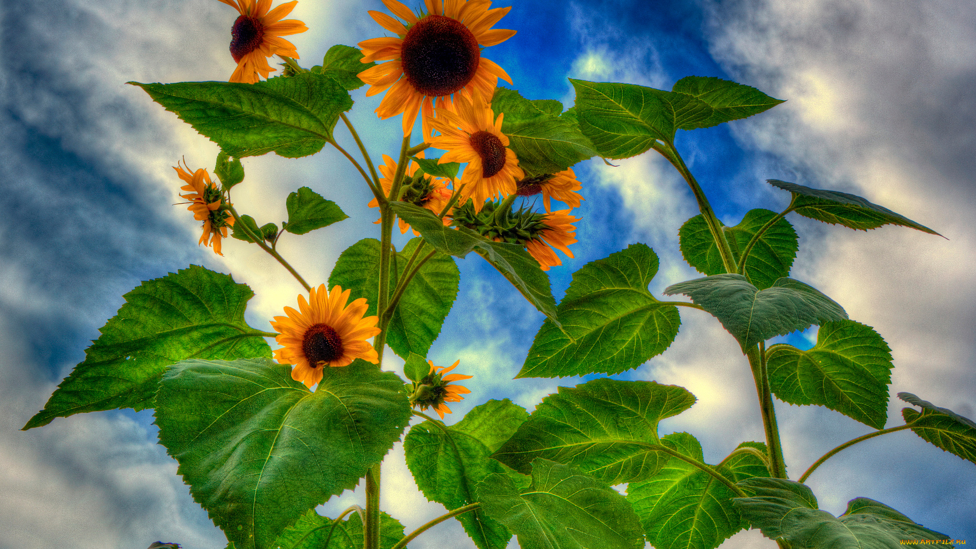 цветы, подсолнухи, подсолнух, листья, облака, небо, лепестки