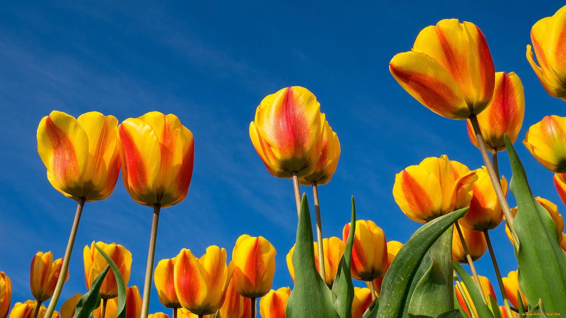 цветы, тюльпаны, лепестки, листья, небо, природа