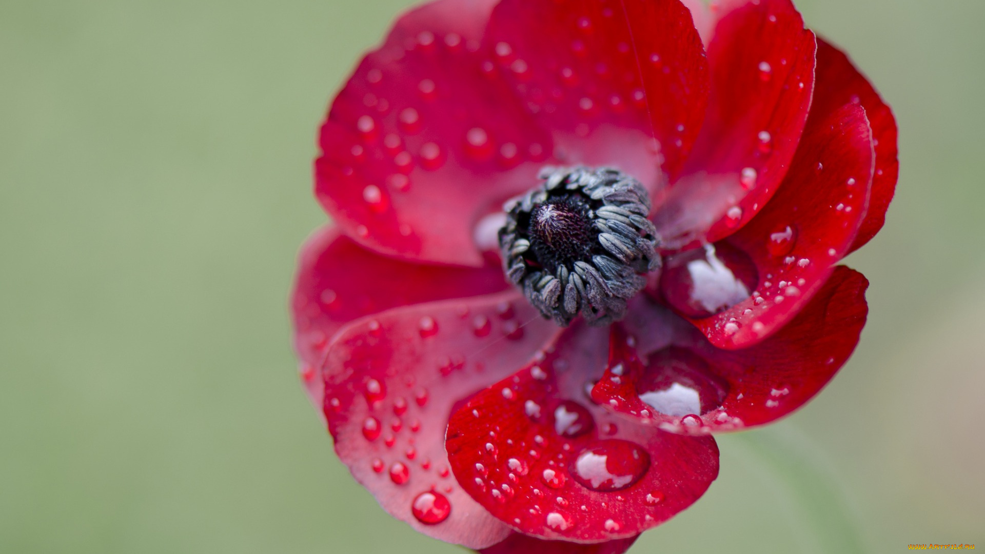 цветы, вода, роса, капли, растение, природа, лепестки, цветок