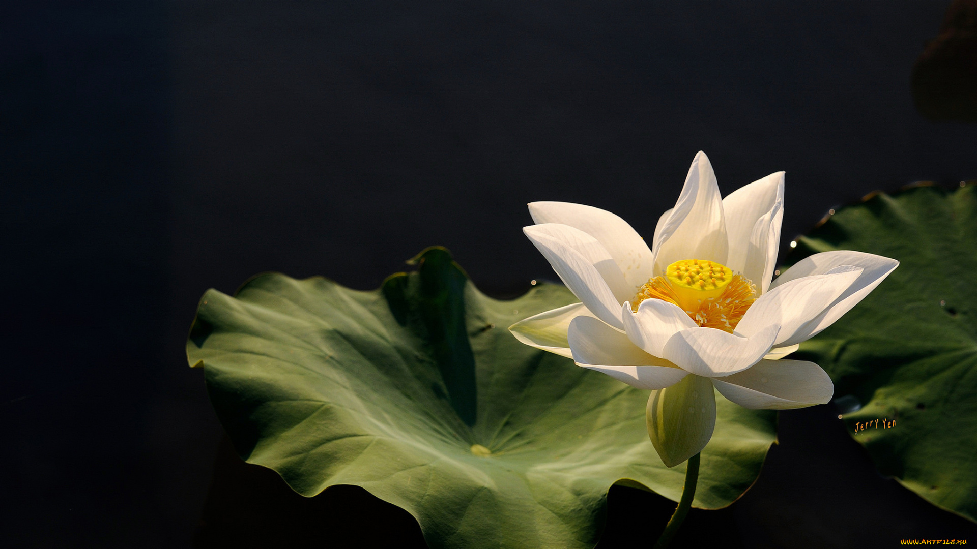lotus, цветы, лотосы, цветок, вода