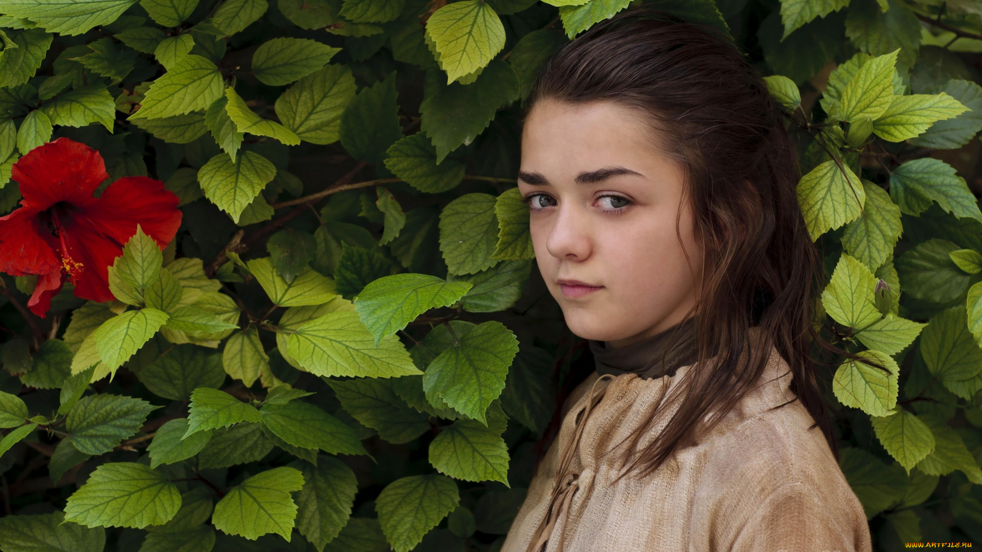 maisie, williams, девушки, цветок, гибискус, листья, взгляд, актриса