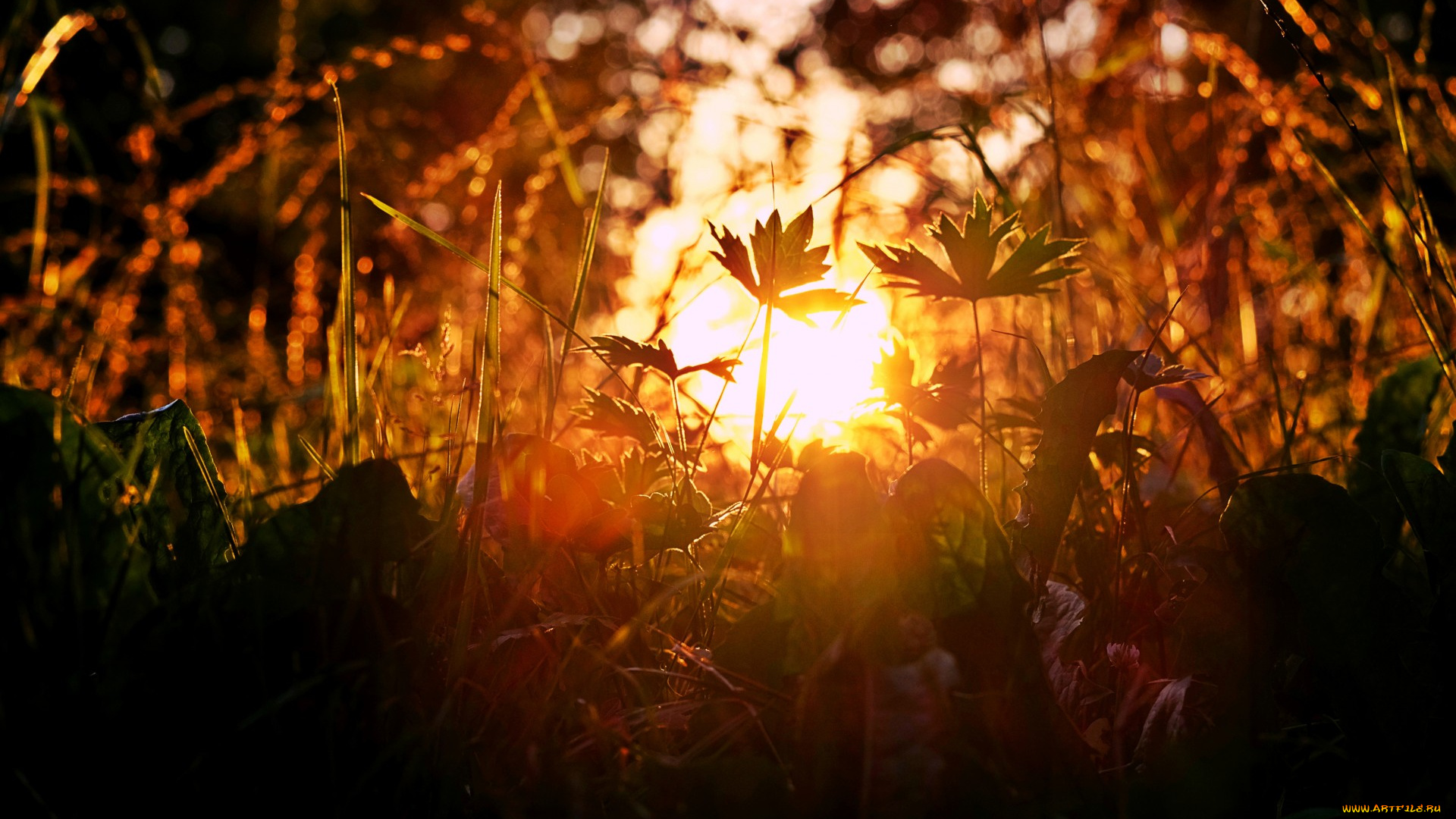природа, восходы, закаты, закат, солнечные, блики, трава