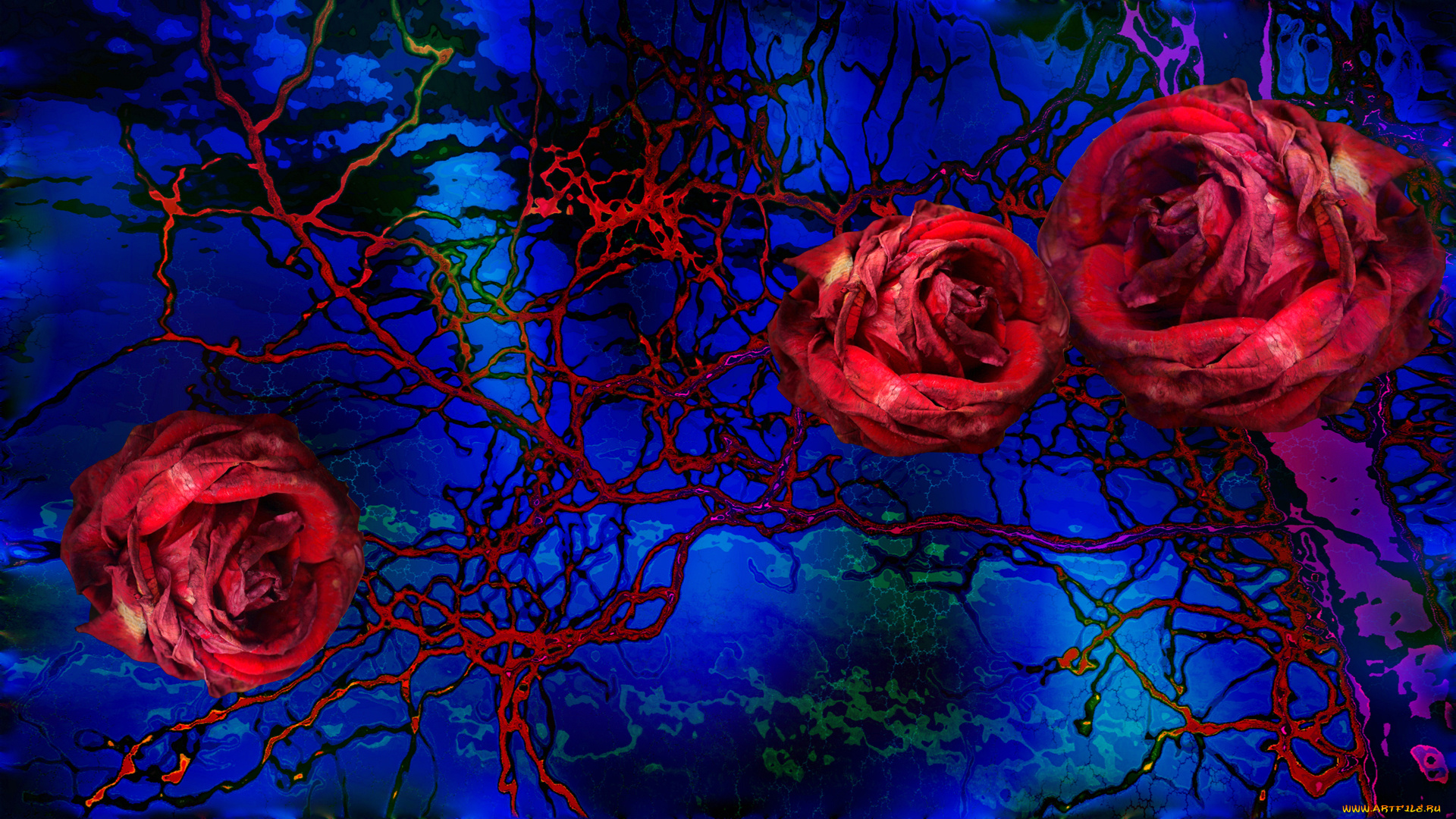 разное, компьютерный, дизайн, роза, краски, фон, цветы, линии