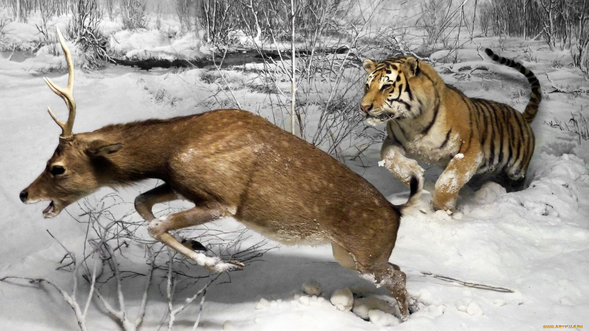 рисованное, животные, museo, di, storia, naturale, олень, тигр, animal, milano