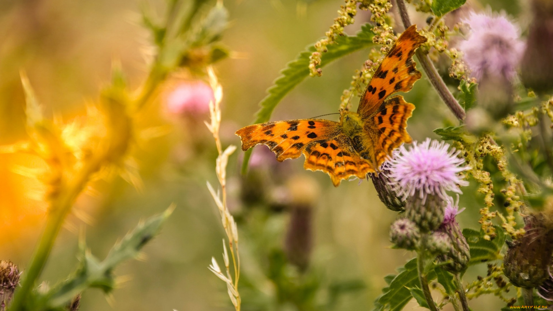 животные, бабочки, , мотыльки, , моли, макро, бабочка, трава