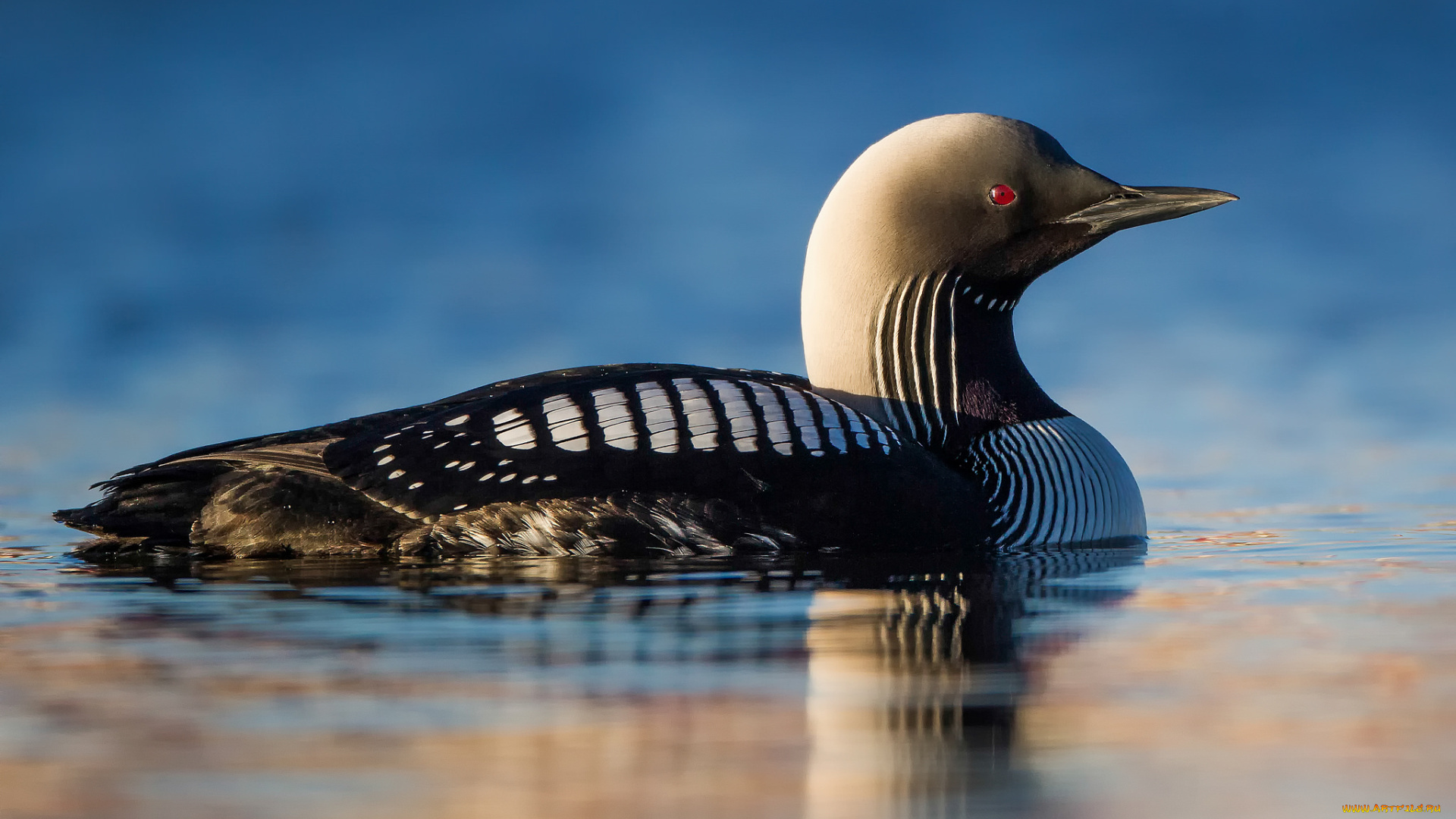 животные, Чомги, , поганки, озеро, птица