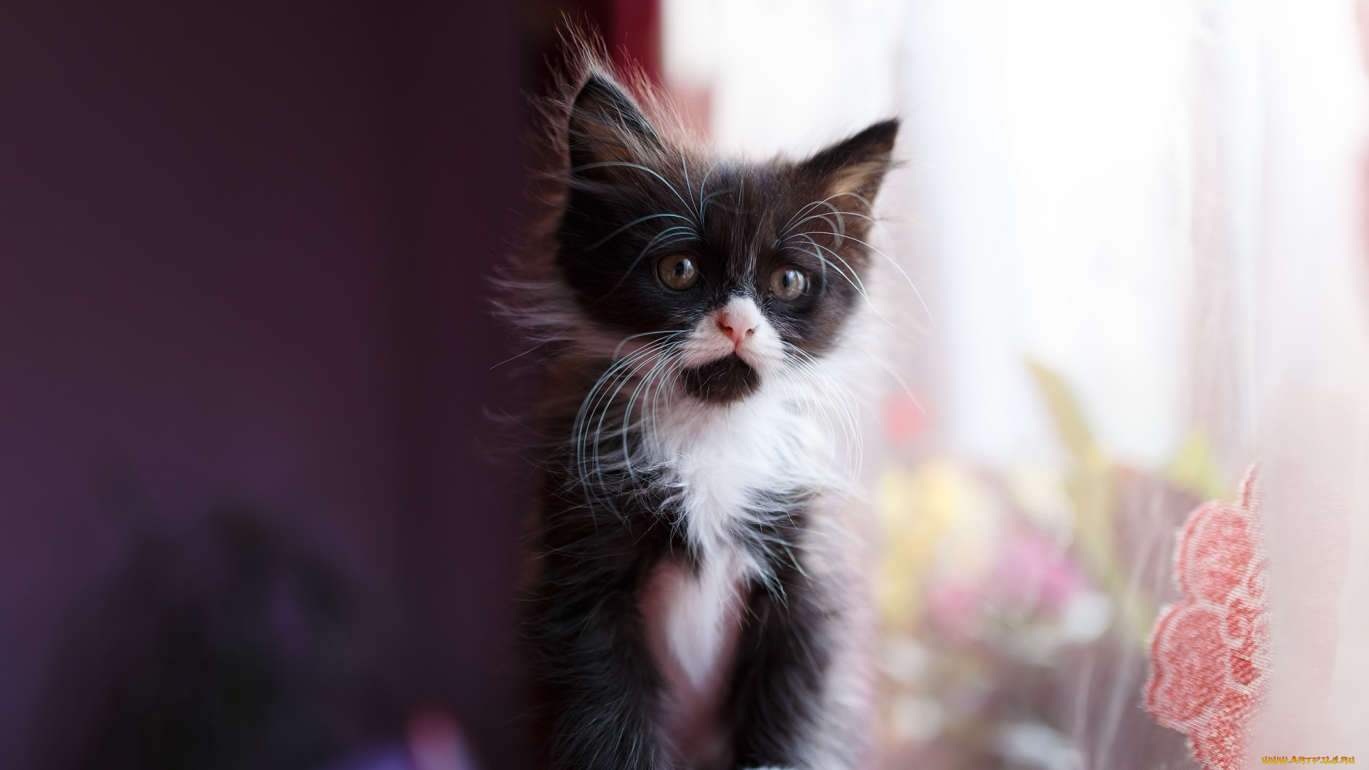 животные, коты, фон, котёнок, взгляд