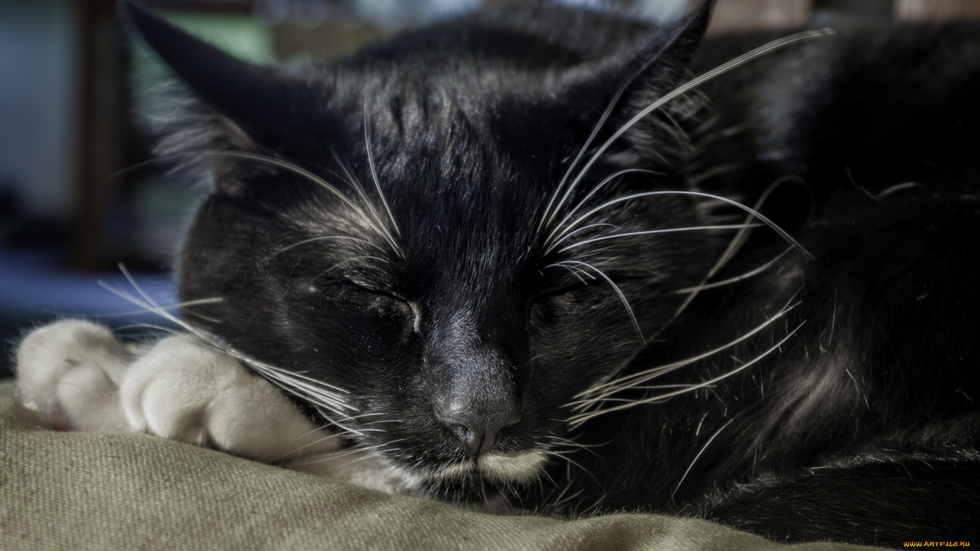 животные, коты, киса, коте, кошка, спит, усы, ушки