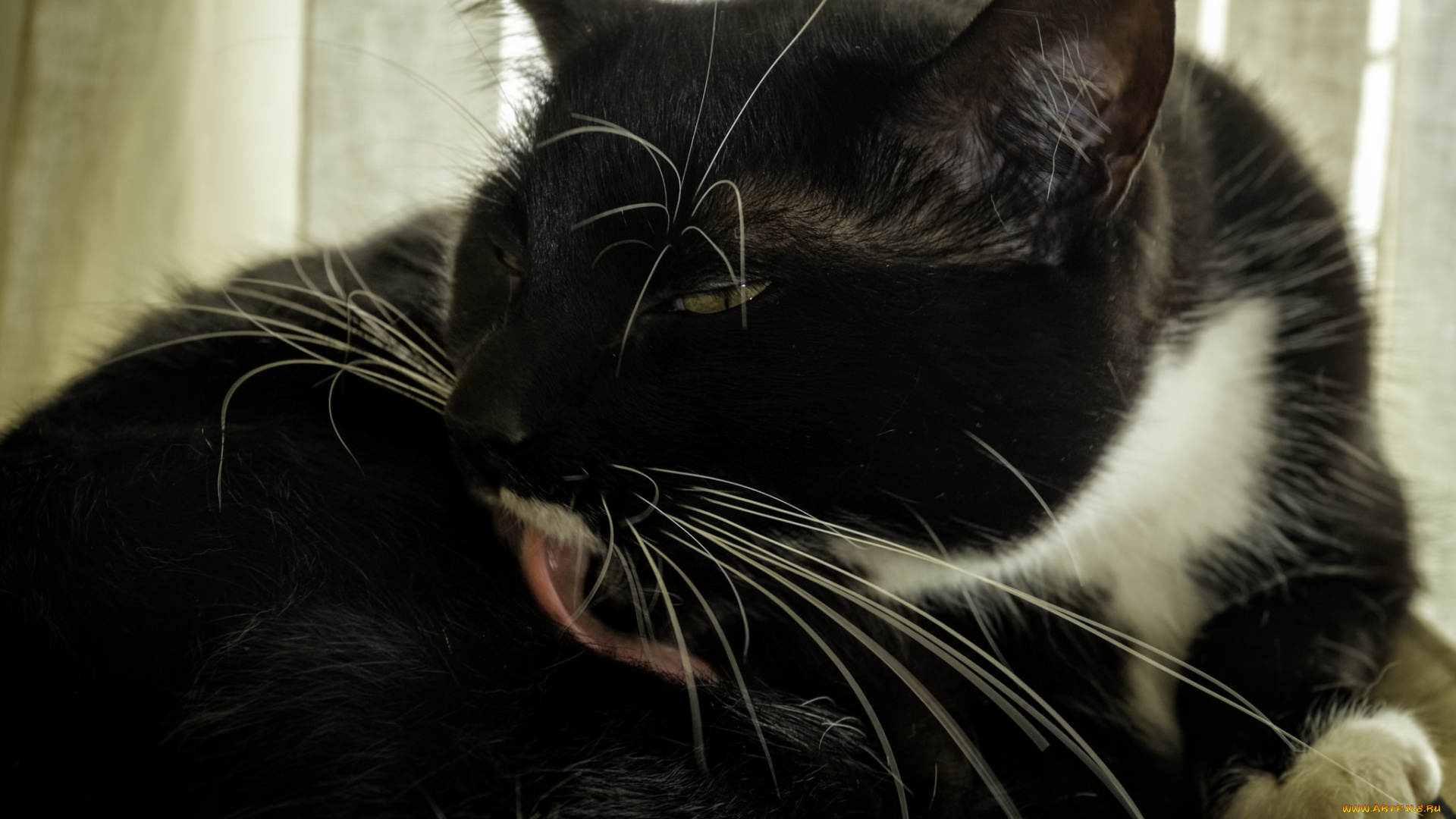 животные, коты, киса, усы, ушки, вылизывается, кошка, коте